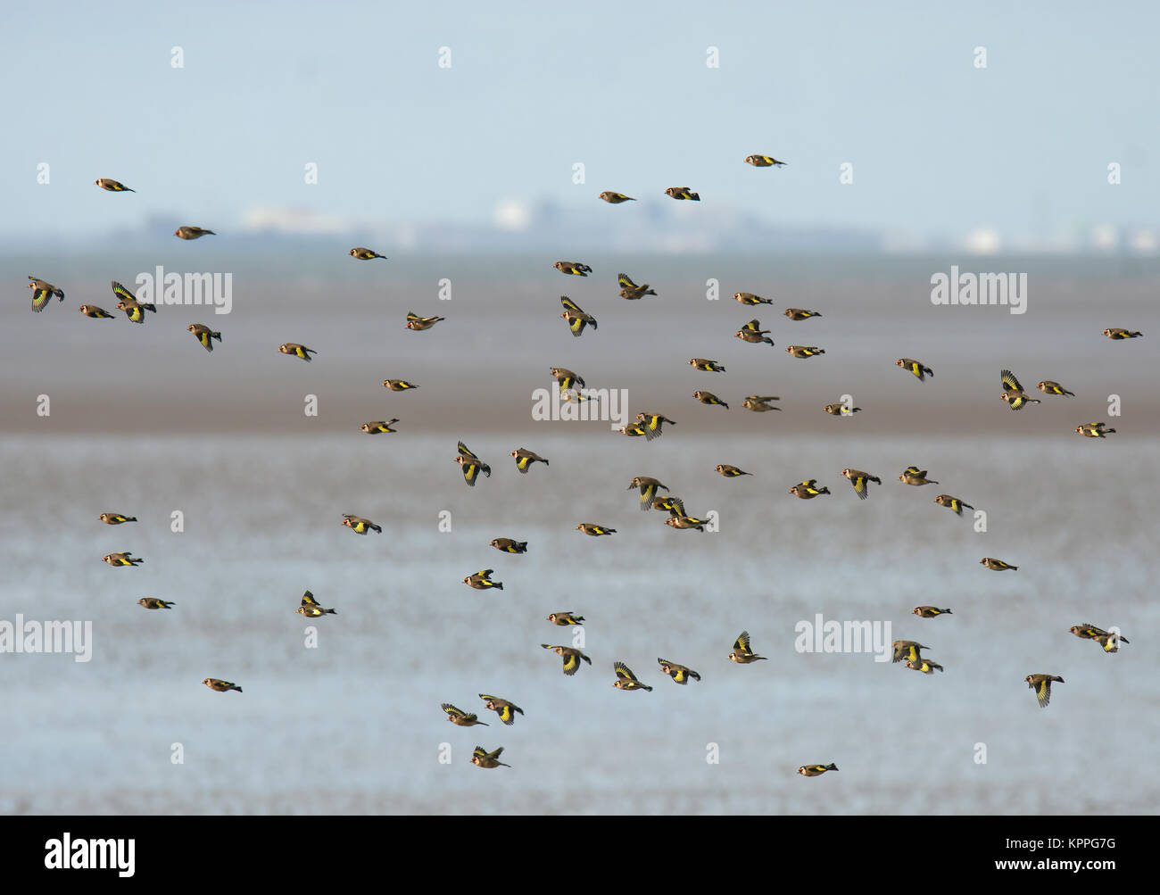 Un troupeau ou charme de chardonnerets, Carduelis carduelis, en hiver, en survolant la baie de Morecambe, Lancashire, UK Banque D'Images