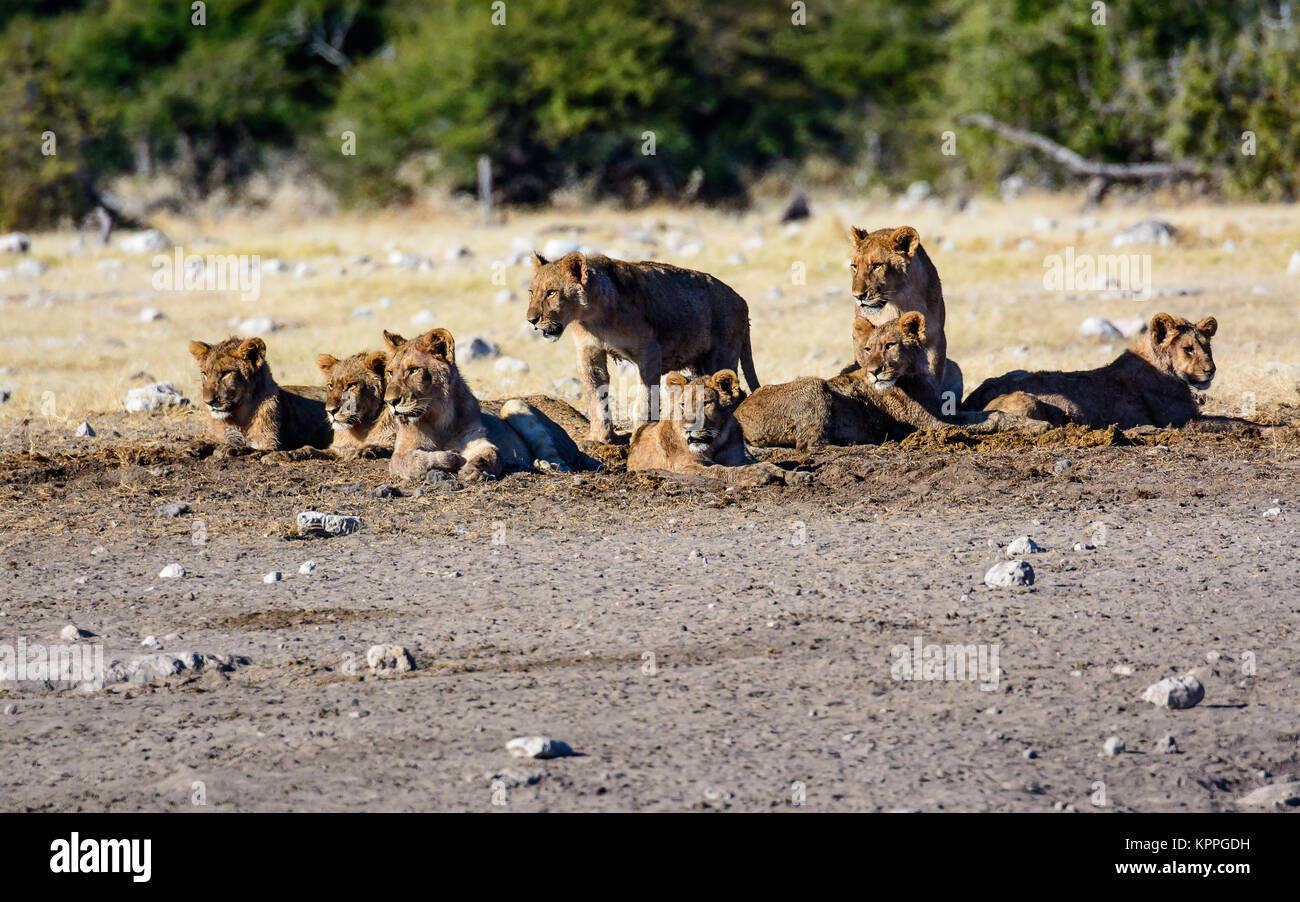 Des lionceaux dans une crèche Banque D'Images