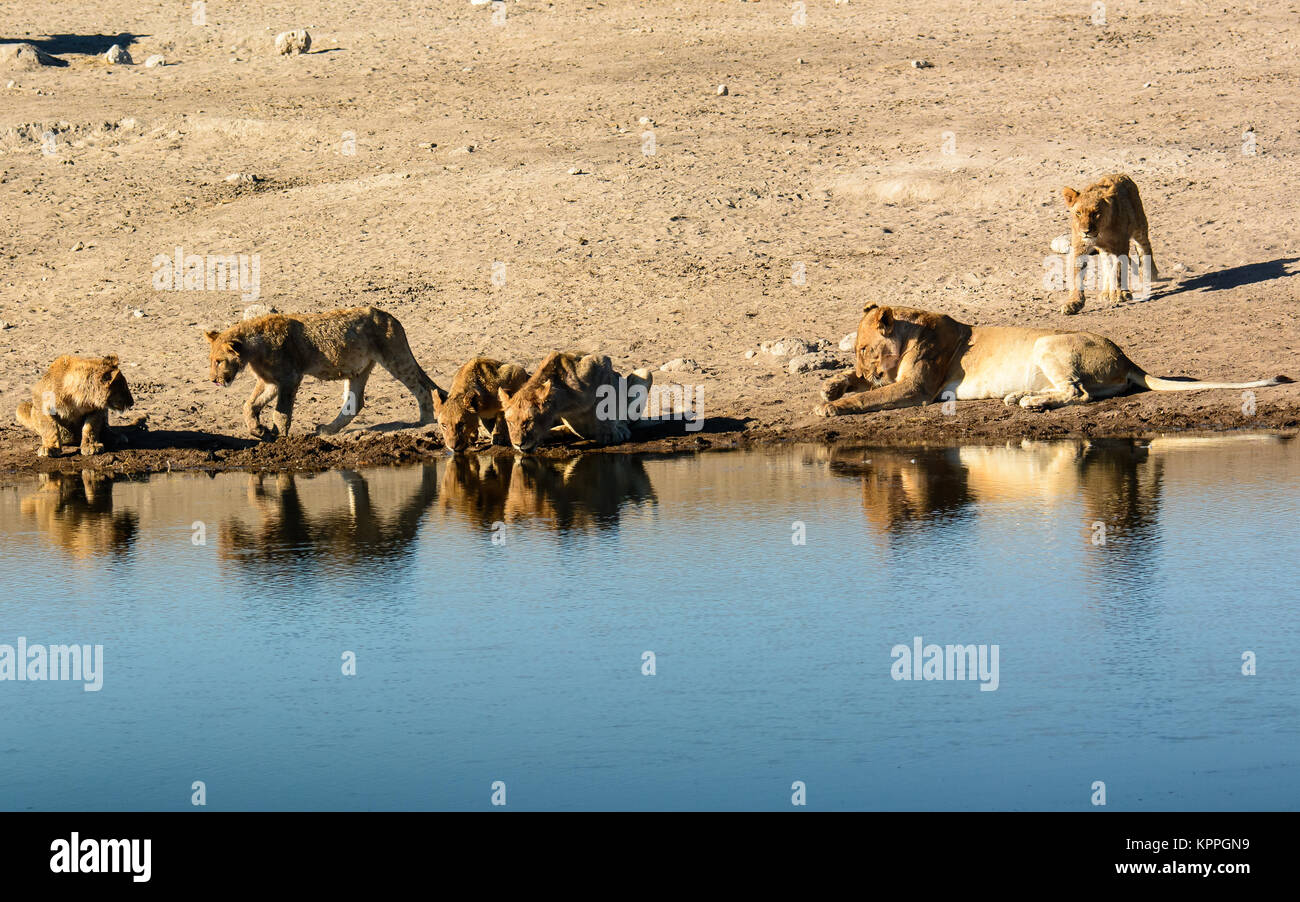 Les jeunes lions et leurs réflexions à l'eau avec une tante Banque D'Images