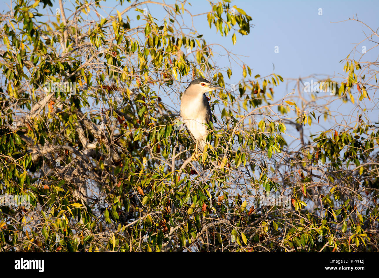 Night Heron à tête noire à la première lumière Banque D'Images