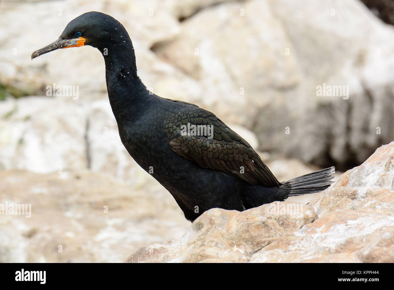 Gros plan d'une Cape Cormorant Banque D'Images