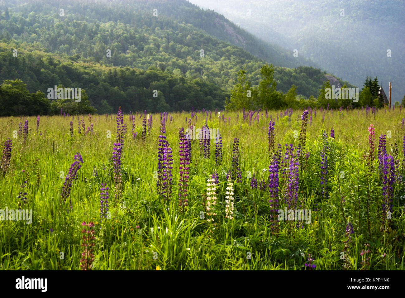 Lupin fleurs dans une prairie au White Mountains National Forest, New Hampshire, USA. Banque D'Images