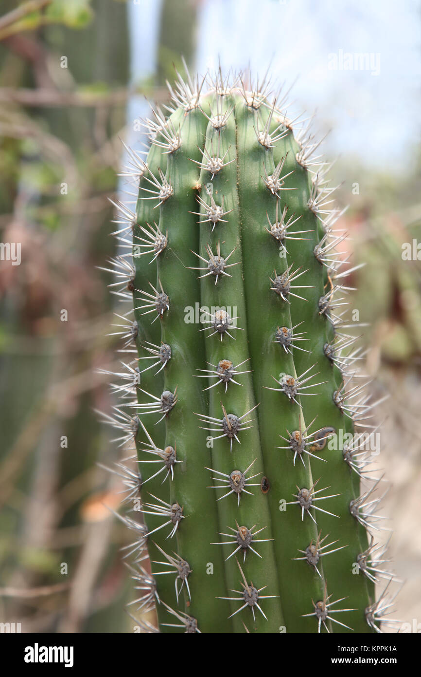 Close up of cactus dans l'outback, Aruba, Antilles. Banque D'Images