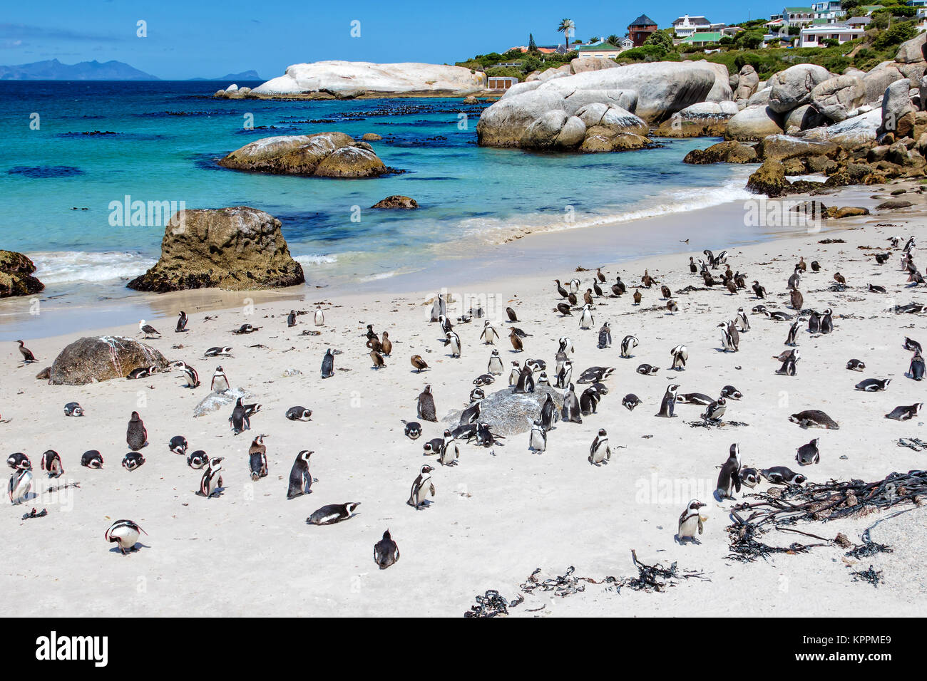 Colonie de pingouins à Boulders Beach, Cape Town, Afrique du Sud Banque D'Images