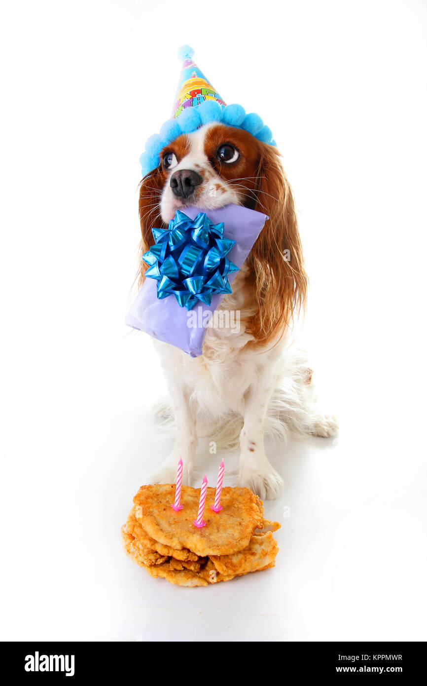 Joyeux Anniversaire Chien Photo Cavalier King Charles Spaniel Puppy Dog Celebrer 3 Anniversaire Trois Ans Chiot Avec Gateau Et Cadeau Vertige Chien Photo Stock Alamy Joyeux Anniversaire Chien Photo Cavalier King Charles Spaniel Puppy Dog Celebrer 3 Anniversaire Trois Ans Chiot Avec Gateau Et Cadeau Vertige Chien Photo Stock Alamy