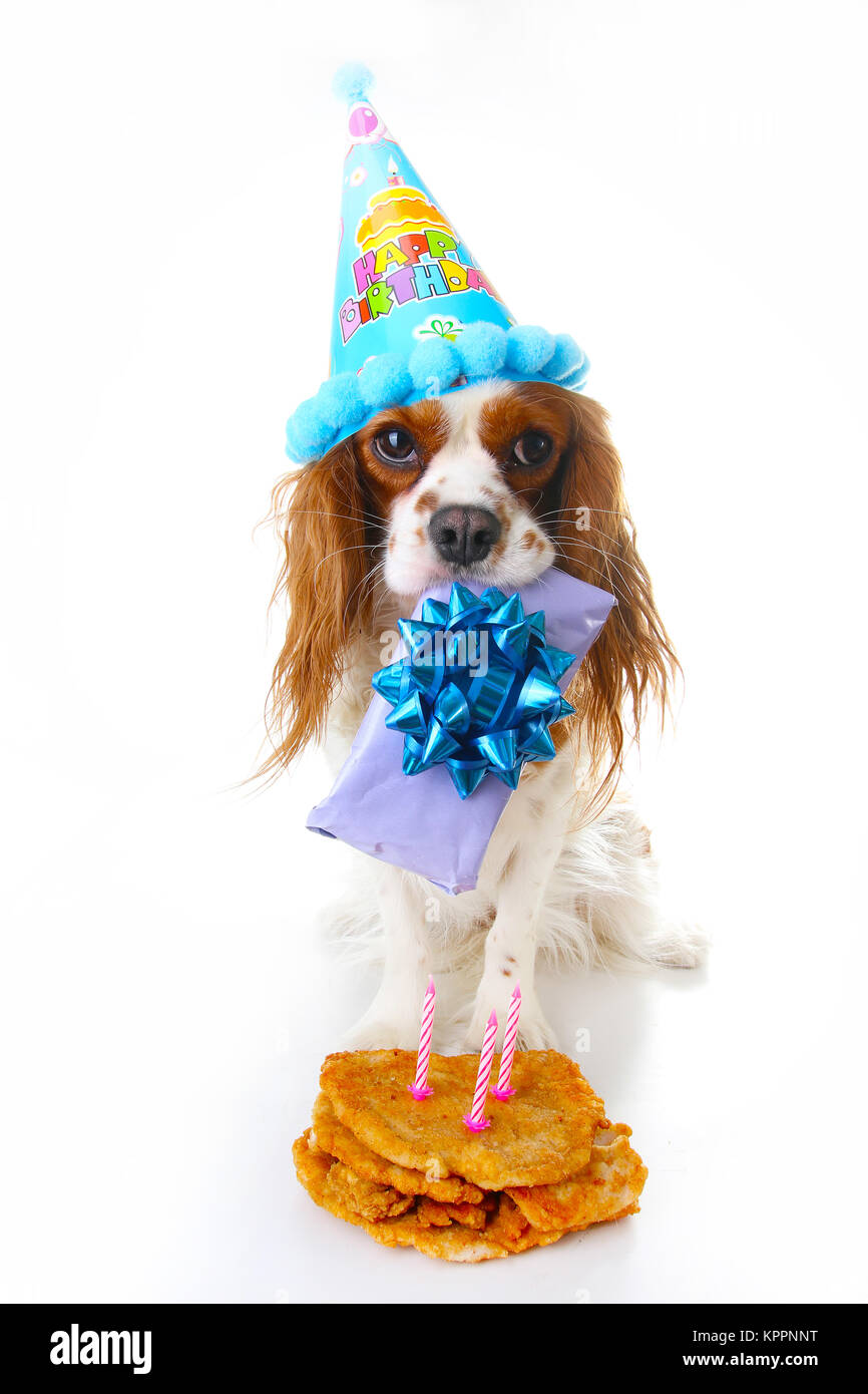Joyeux Anniversaire Chien Photo Cavalier King Charles Spaniel Puppy Dog Celebrer 3 Anniversaire Trois Ans Chiot Avec Gateau Et Cadeau Vertige Chien Photo Stock Alamy Joyeux Anniversaire Chien Photo Cavalier King Charles Spaniel Puppy Dog Celebrer 3 Anniversaire Trois Ans Chiot Avec Gateau Et Cadeau Vertige Chien Photo Stock Alamy