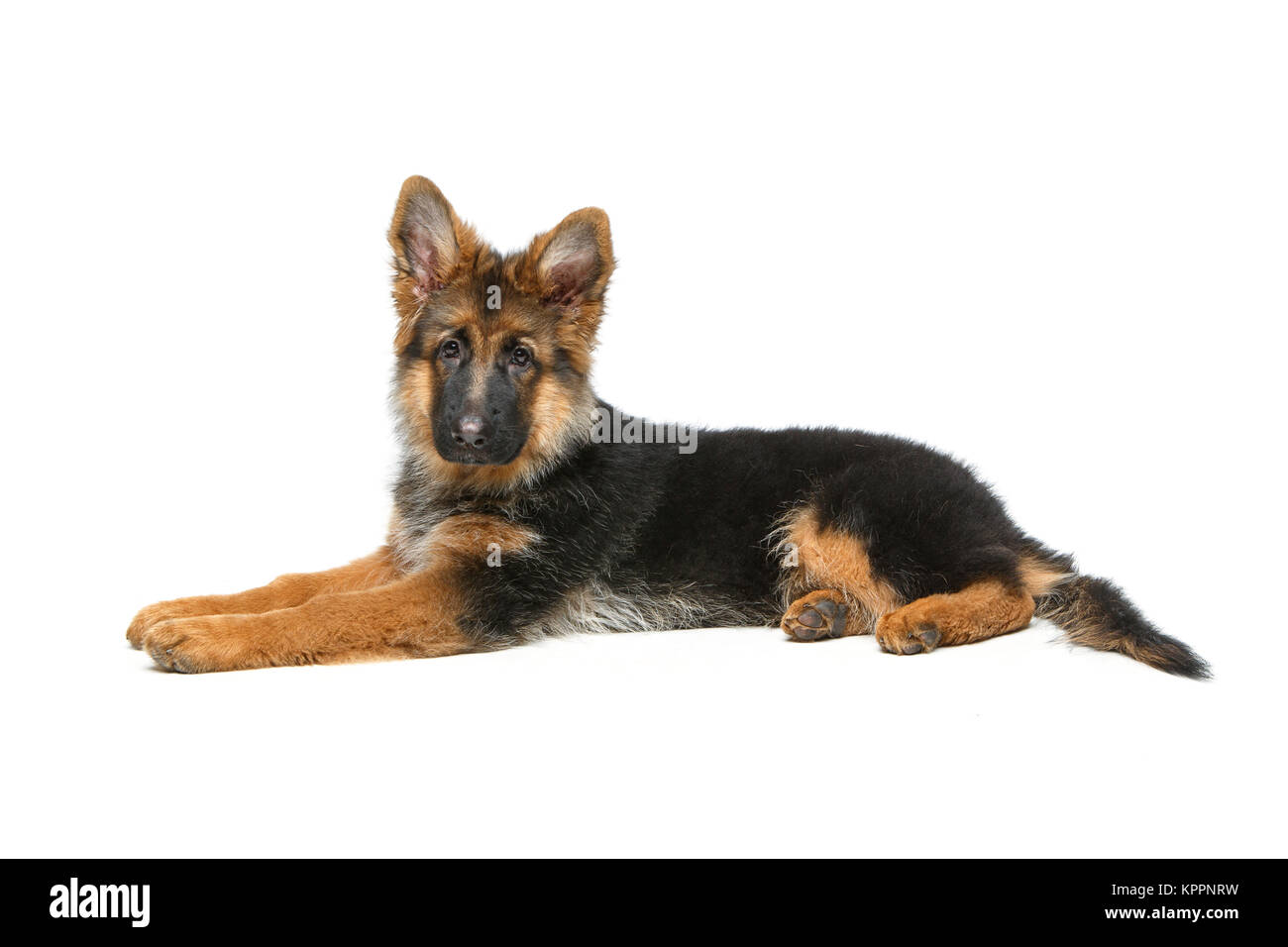 Beau chiot shepard allemand Banque D'Images
