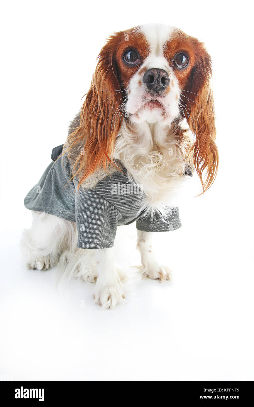 Manteau De Chien Chiot Portant Manteau D Hiver Veste Manteau Chien Vetements Pour Animaux De Compagnie Vetements Vetements D Hiver Costume De Chiot Chien Elegant Manteau Sur St Blanc Isole Photo Stock Alamy