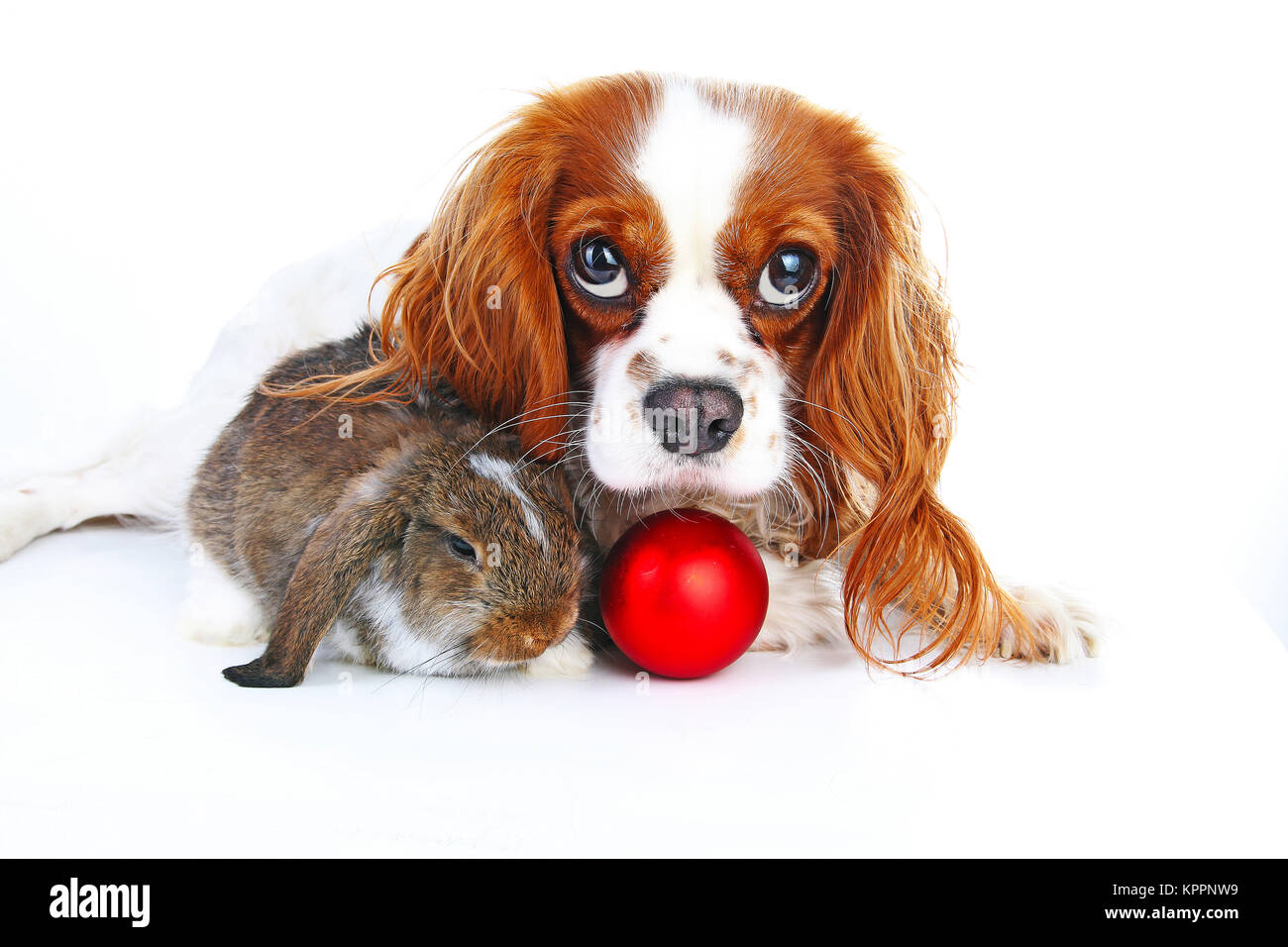 Les animaux de Noël. Mignon lapin de noël. Lapin lapin lop célébrer Noël avec des décorations babiole Noël blanc isolé sur fond de studio. Animal de Noël photo. Banque D'Images