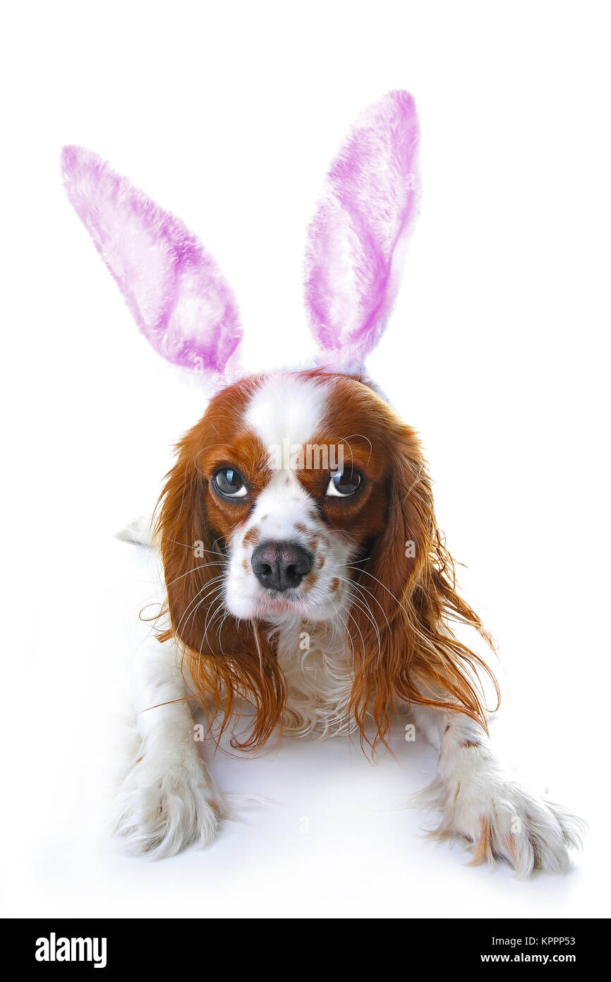 Chien mignon lapin de Pâques avec des oreilles de lapin. Joyeuses Pâques Maison de Cavalier King Charles Spaniel chien studio de photos. Chien de pâques blanc isolé sur Couper. Banque D'Images