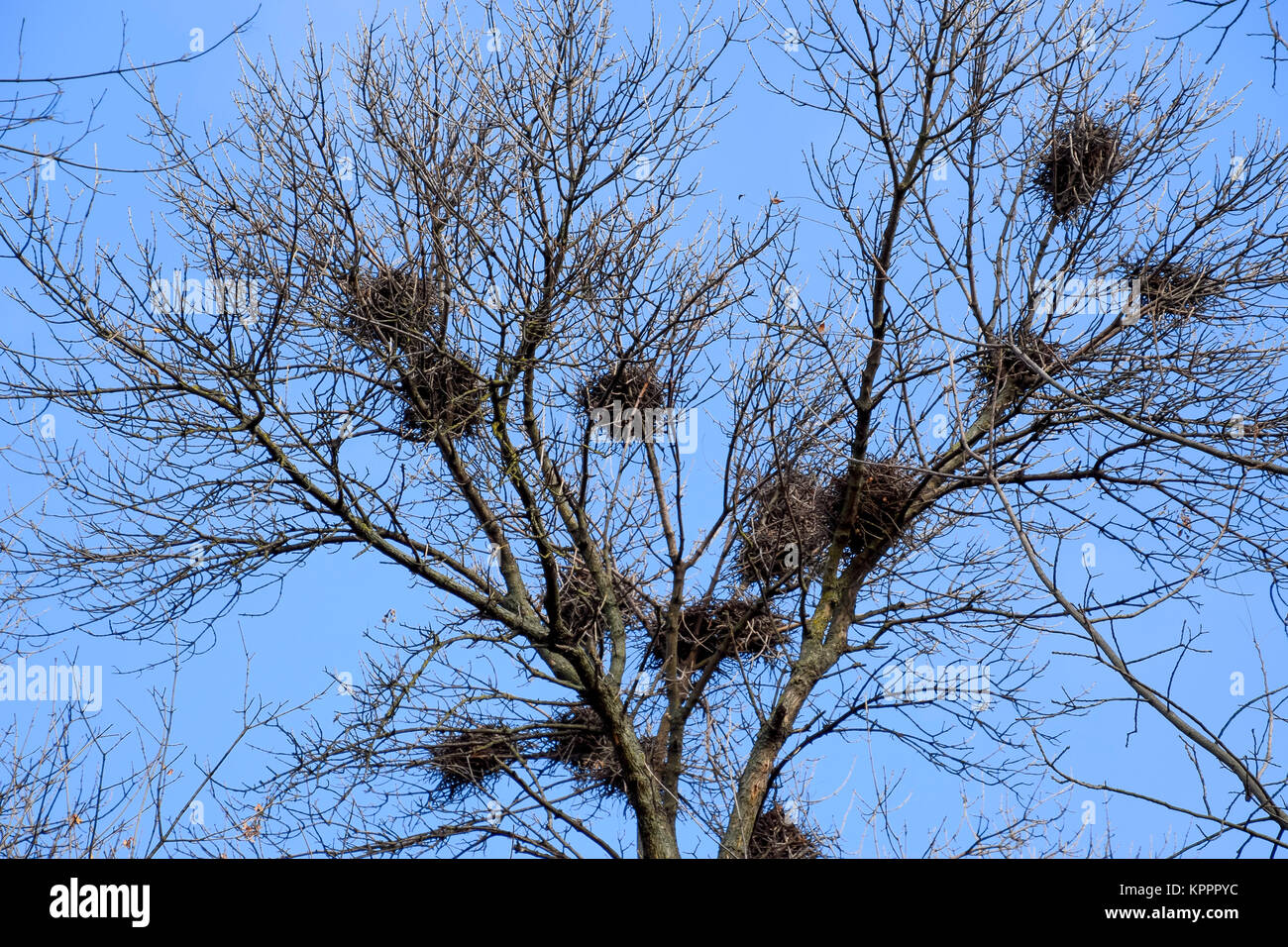 Nids de corbeaux sur les hautes branches des arbres. La fin de l'automne. Nids d'oiseaux. Banque D'Images