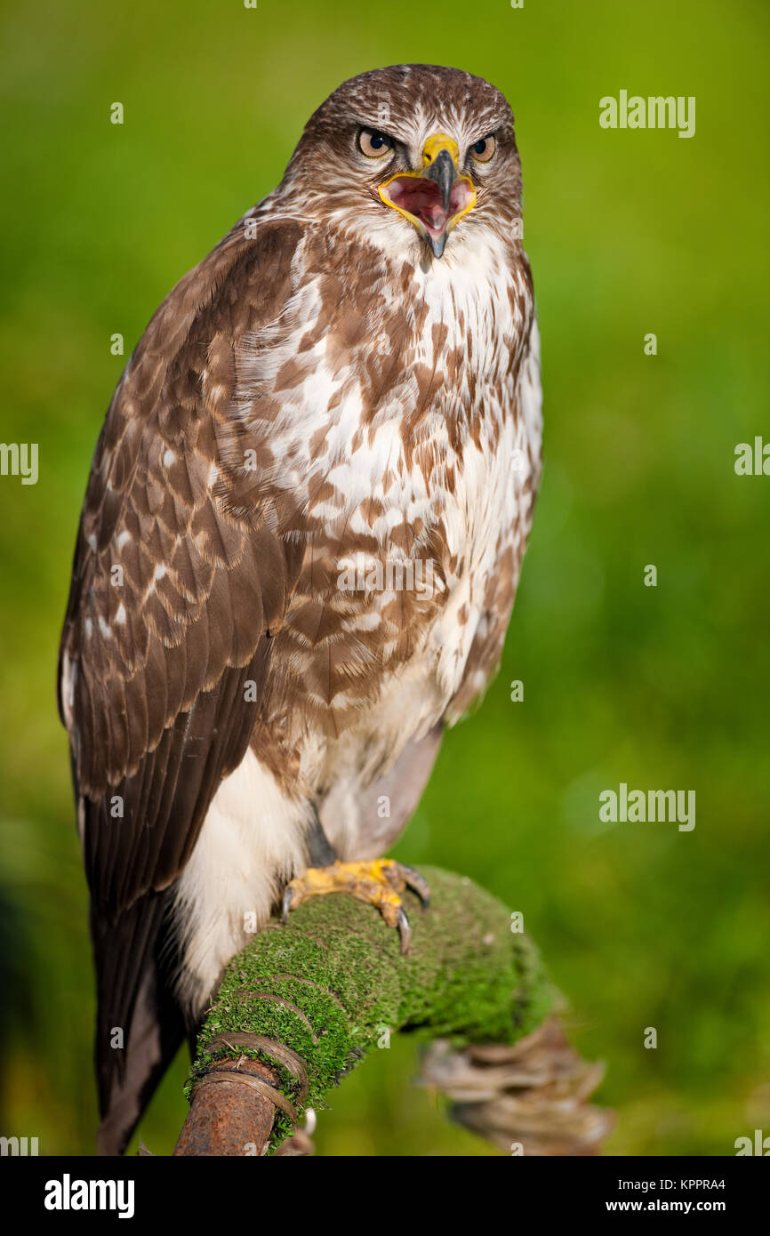 Buse variable (Buteo buteo). Aussi connu sous : buse, buse variable, la buse du désert (japonicus), Buzzard, steppe eurasienne (Buzzard vulpinus). Banque D'Images