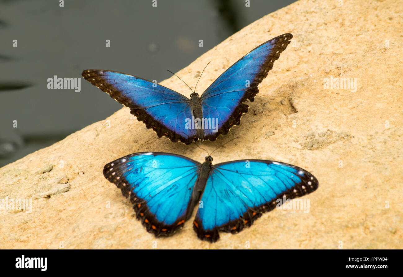 Une paire de beaux papillons bleu assis sur une pierre Banque D'Images