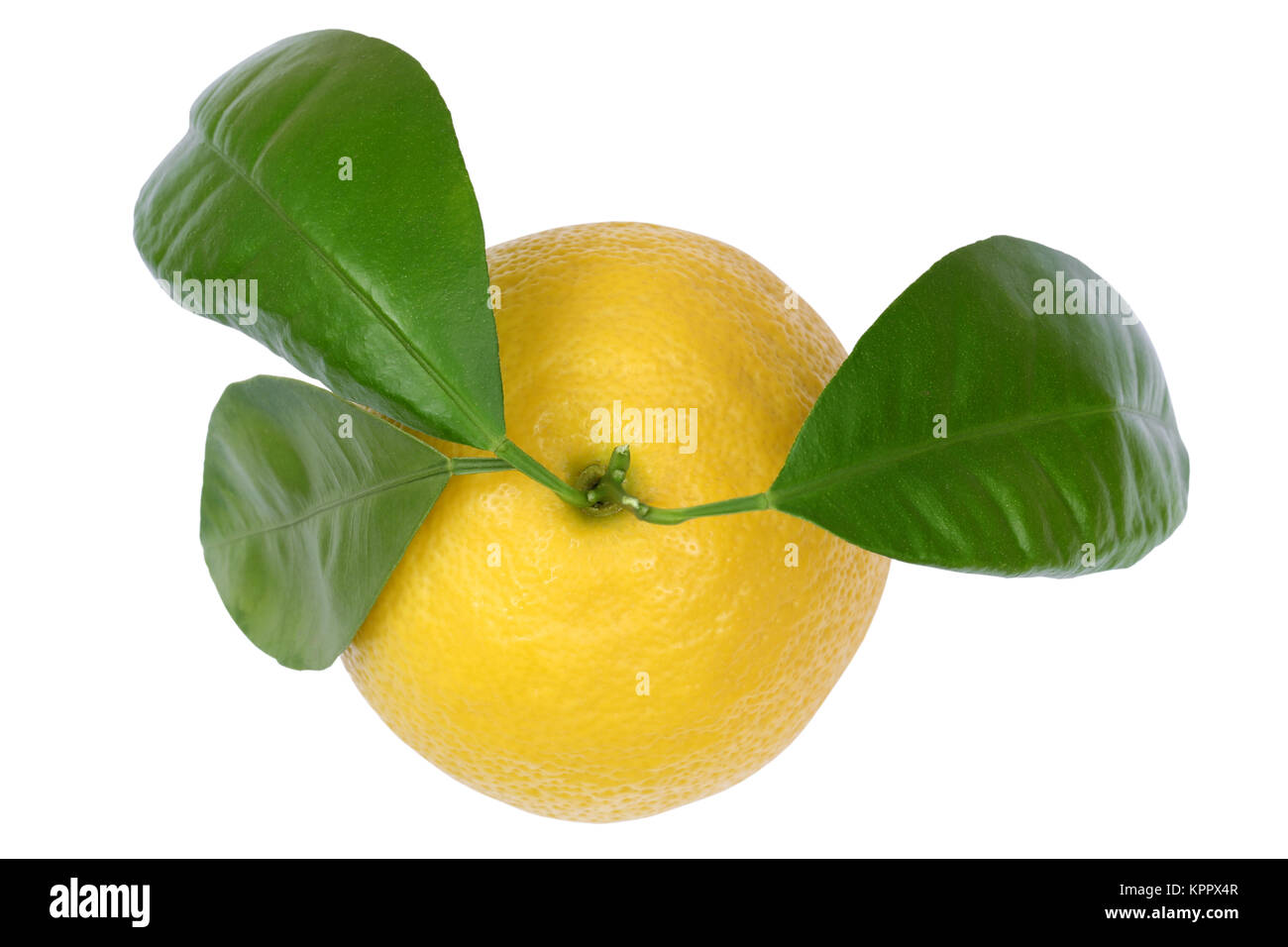 Zitrone Zitronen Früchte von oben Freisteller freigestellt isoliert vor einem weissen Hintergrund Banque D'Images