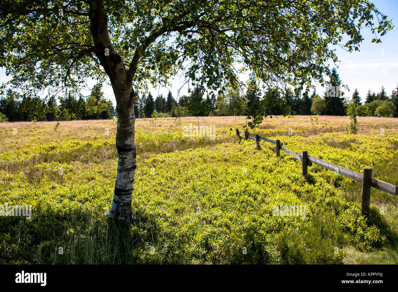 L'Allemagne, région du Sauerland, la montagne Kahler Asten près de Winterberg. Deutschland, Sauerland, auf dem Kahlen Asten bei Winterberg. Banque D'Images