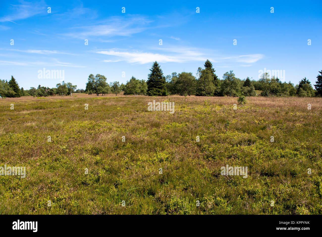 L'Allemagne, région du Sauerland, la montagne Kahler Asten près de Winterberg. Deutschland, Sauerland, auf dem Kahlen Asten bei Winterberg. Banque D'Images