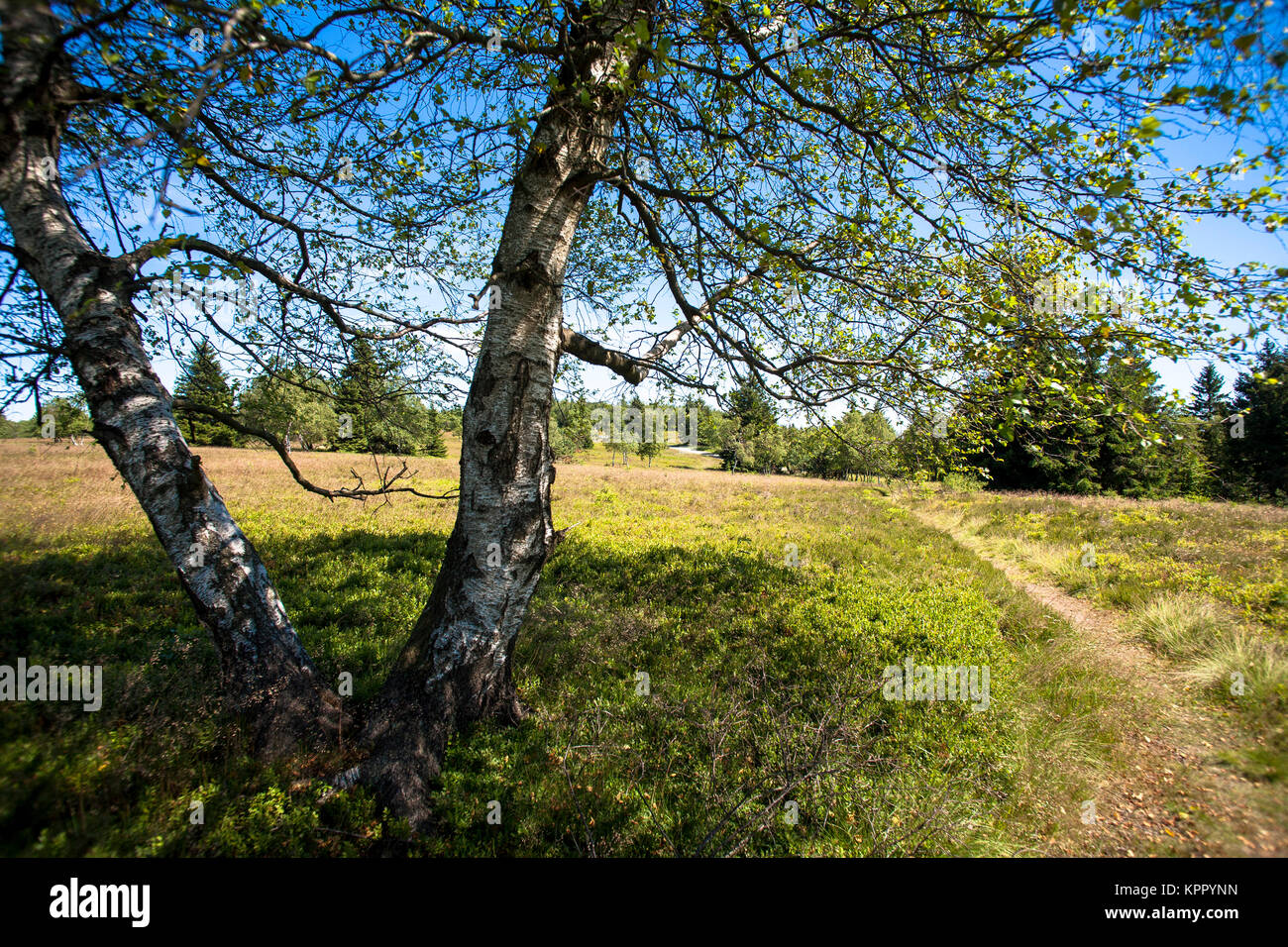 L'Allemagne, région du Sauerland, la montagne Kahler Asten près de Winterberg. Deutschland, Sauerland, auf dem Kahlen Asten bei Winterberg. Banque D'Images