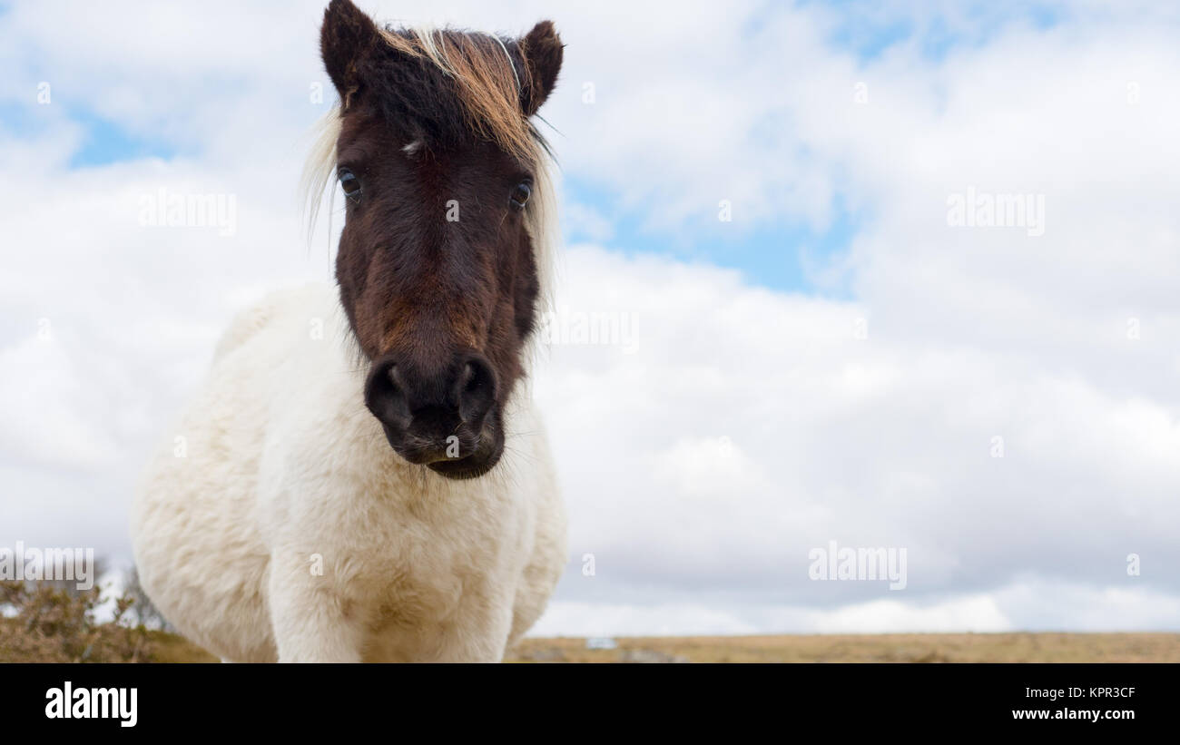 Poney Dartmoor enceintes Banque D'Images