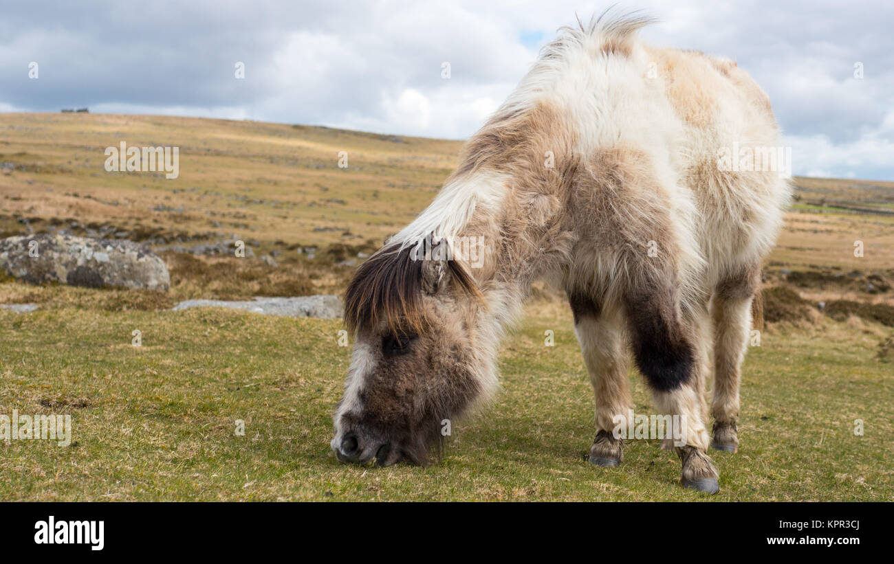 Poney Dartmoor le pâturage Banque D'Images