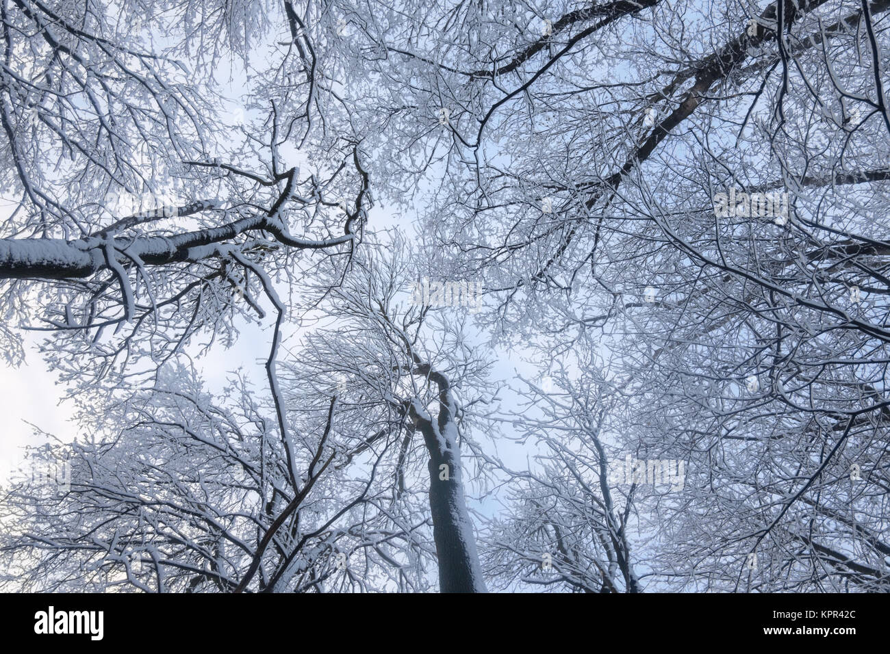 Fond d'hiver enneigé Beautyful avec branches Banque D'Images