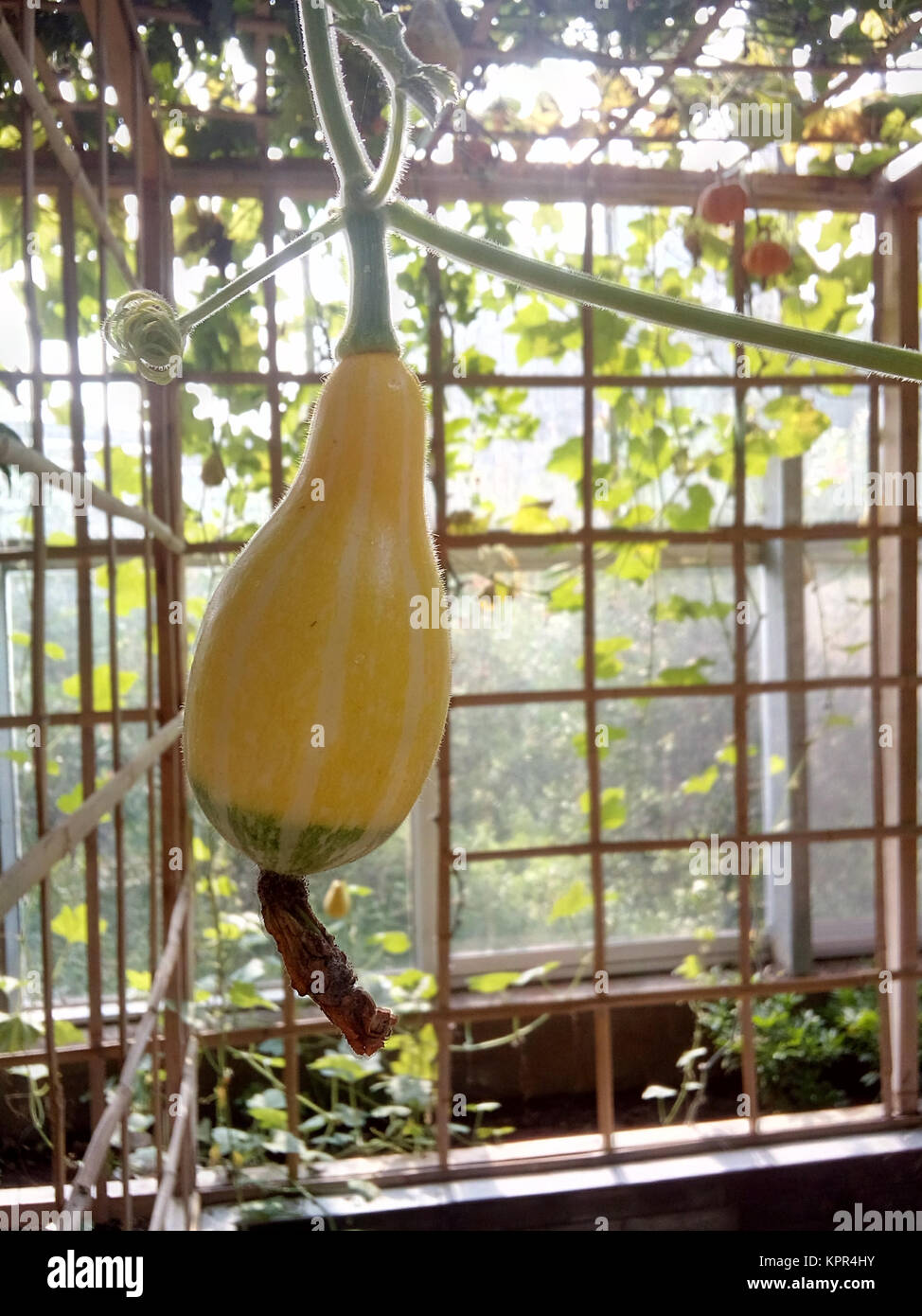 Un gros plan d'une couleur double summer squash Banque D'Images