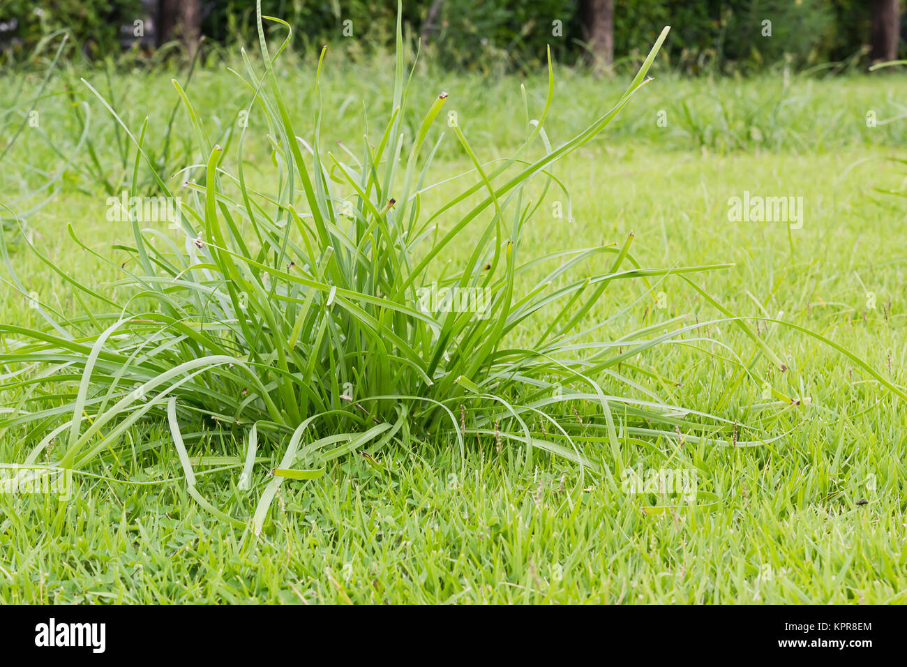 L'herbe verte Gros plan sur le terrain Banque D'Images