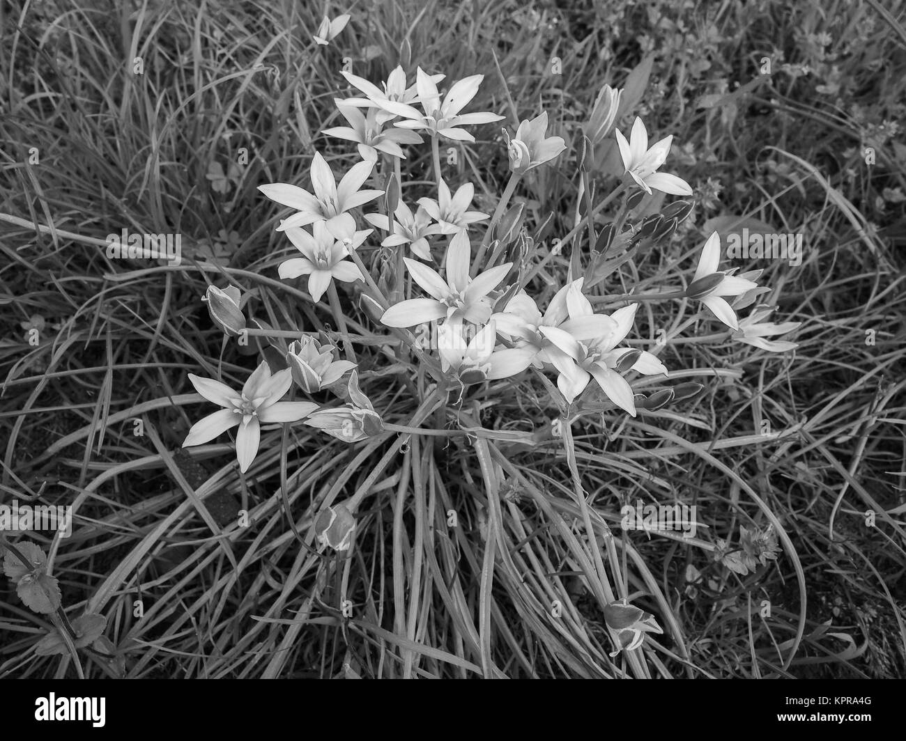 Étoile de Bethléem flower Banque D'Images