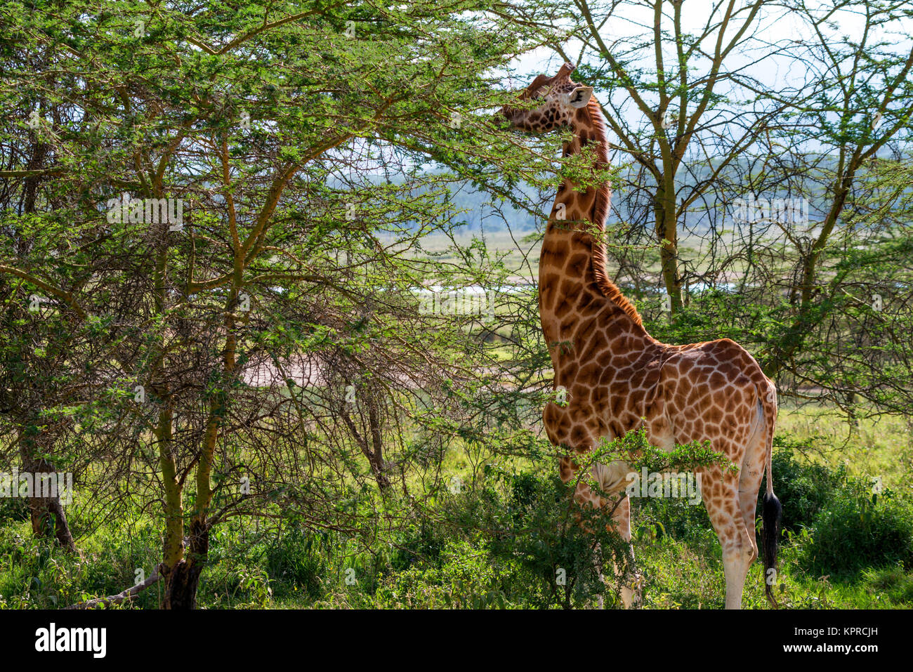 Girafe ougandais à Savannah parcourt Banque D'Images