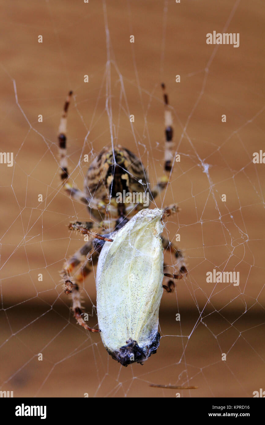 une araignée avec une grande proie. une araignée croisée a attrapé un papillon Banque D'Images