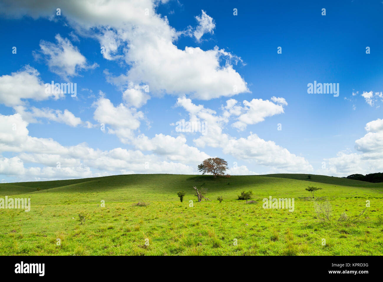 Beautiful Plain dans champs seibo Banque D'Images