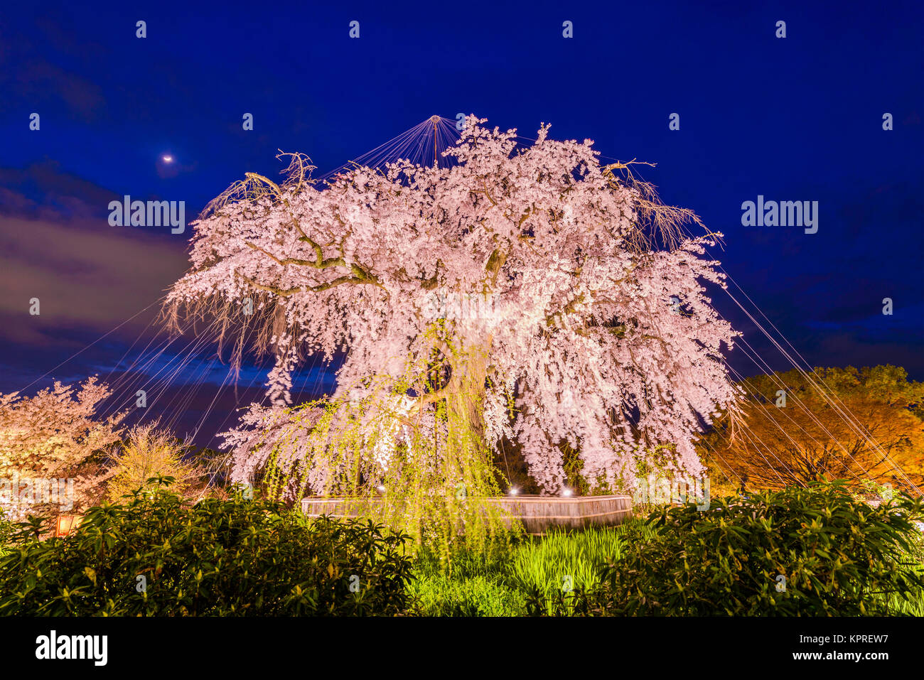 Parc Maruyama à Kyoto, au Japon, au cours du printemps cherry blossom festival. Banque D'Images