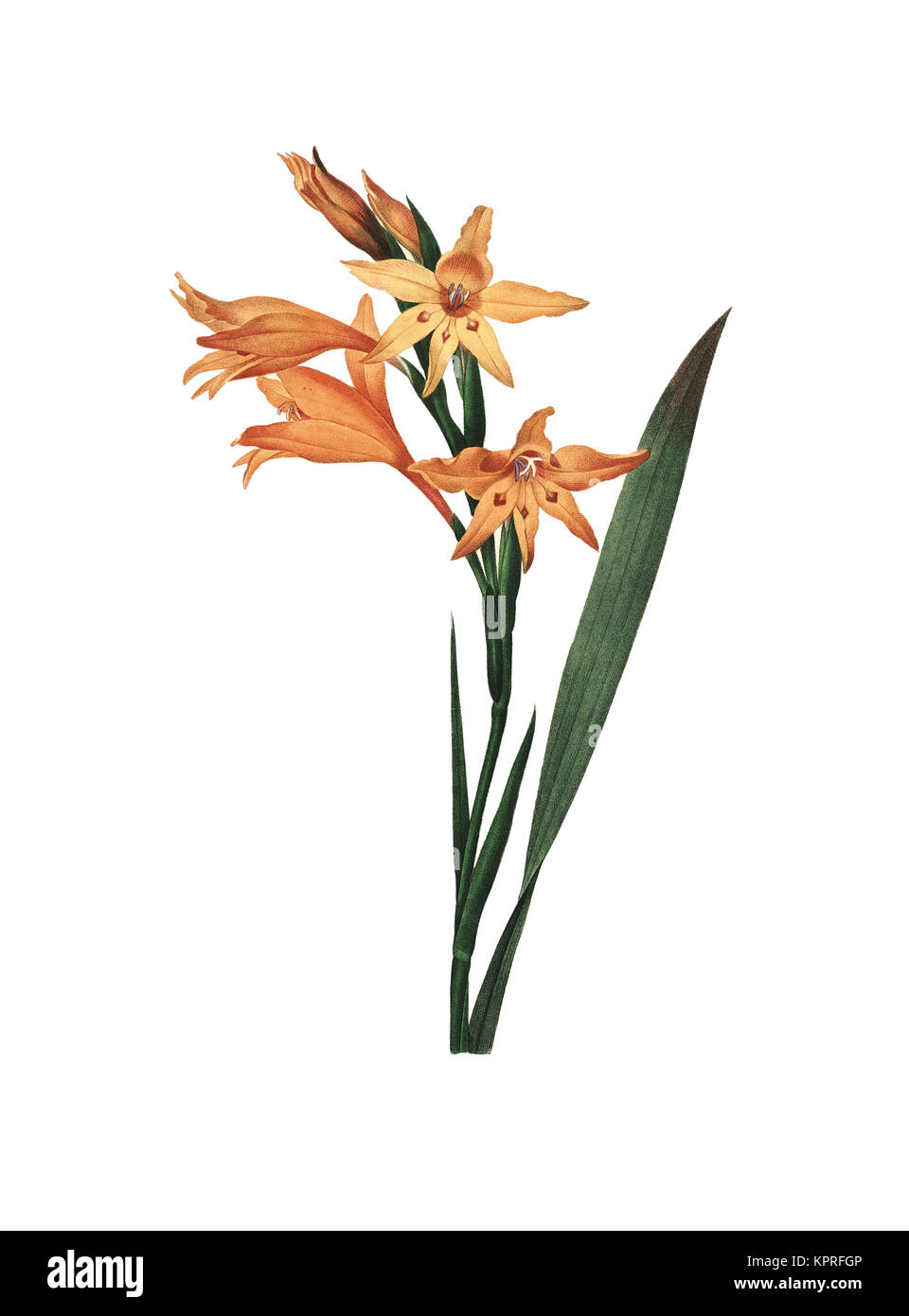 illustration d'une fleur de gladiolus datant du 19th siècle. Gravure de Pierre-Joseph Redoute. Publié dans choix des plus belles fleurs, Paris (1827). Banque D'Images