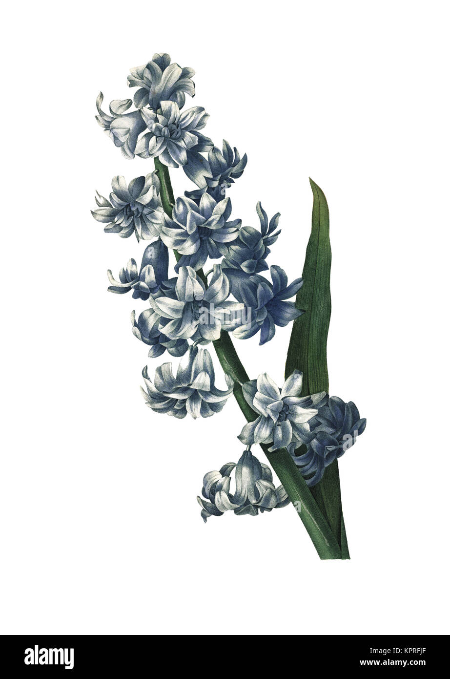 19ème siècle Illustration d'une hyacinthe. Gravure par Pierre-Joseph Redoute. Publié dans Choix des Plus Belles fleurs, Paris (1827). Banque D'Images