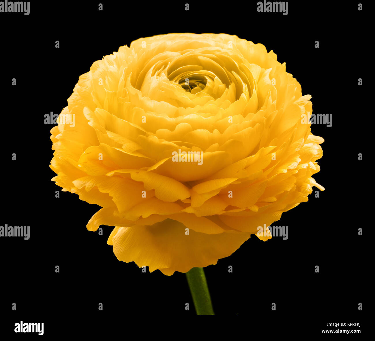 Une fleur de renoncule jaune en noir retour Photo Stock - Alamy