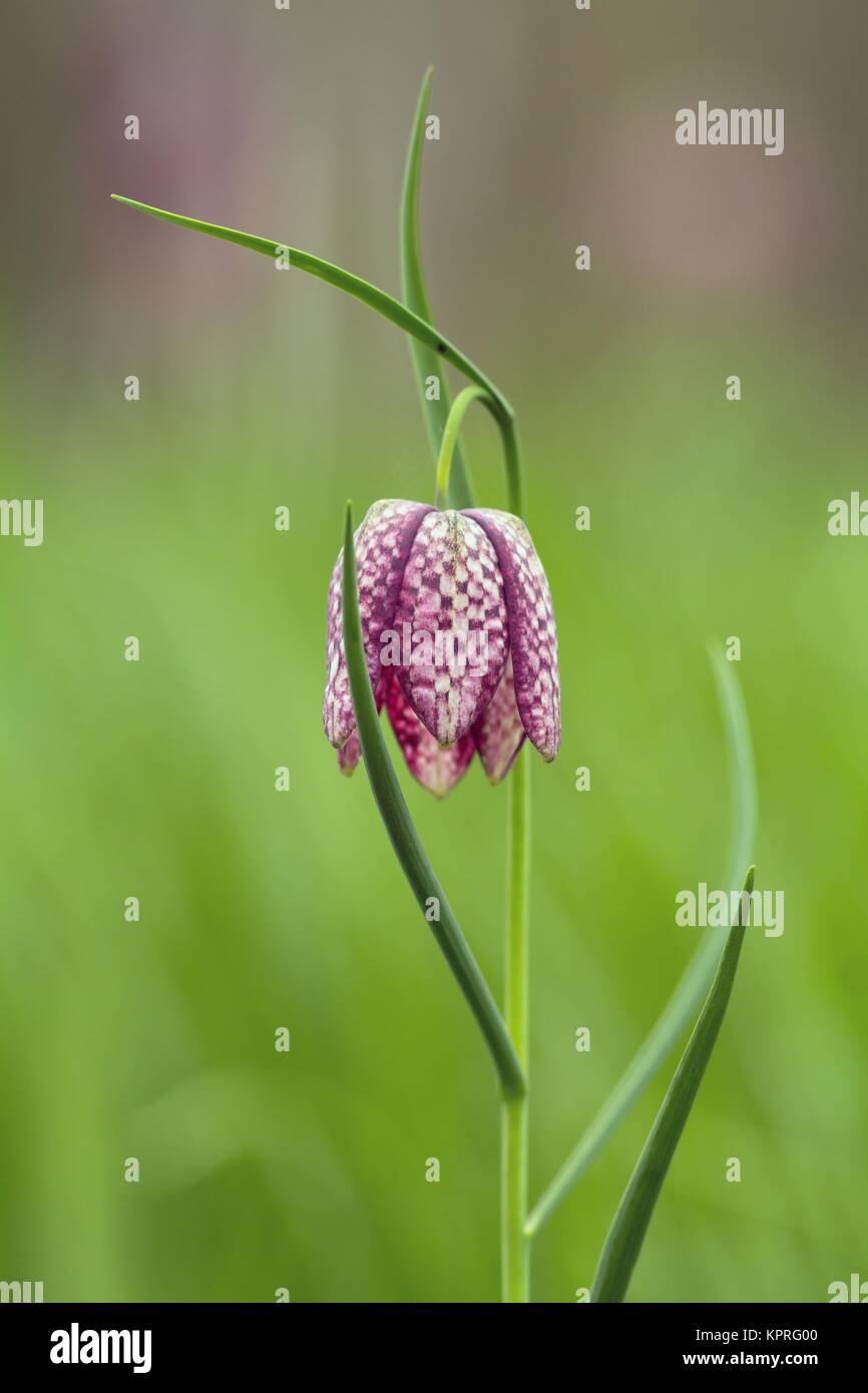 fleur d'échecs / fritilaria meleagris Banque D'Images
