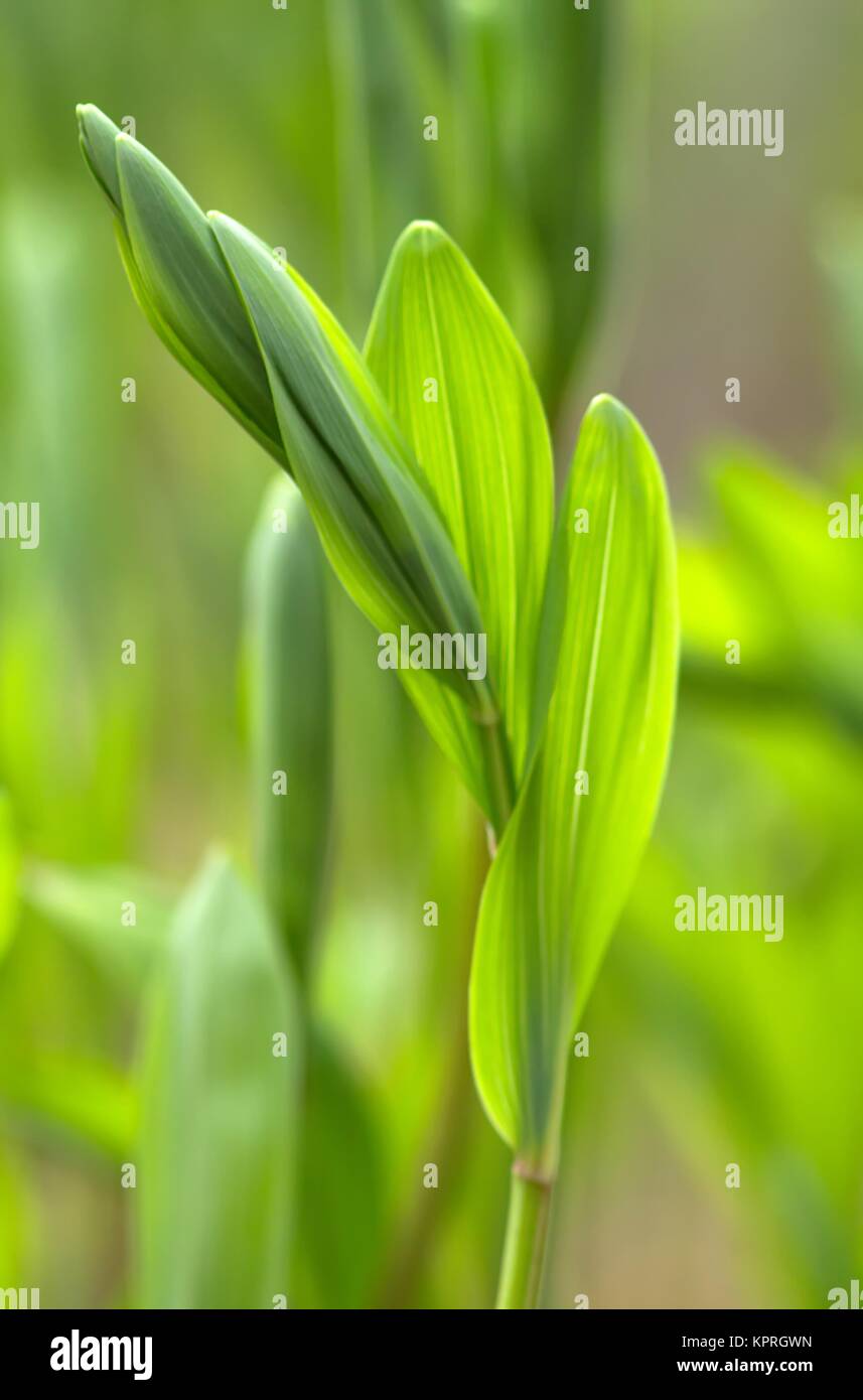 Le vrai Sceau Salomon juste avant l'inflorescence / Polygonatum odoratum peu de temps avant l'inflorescence Banque D'Images