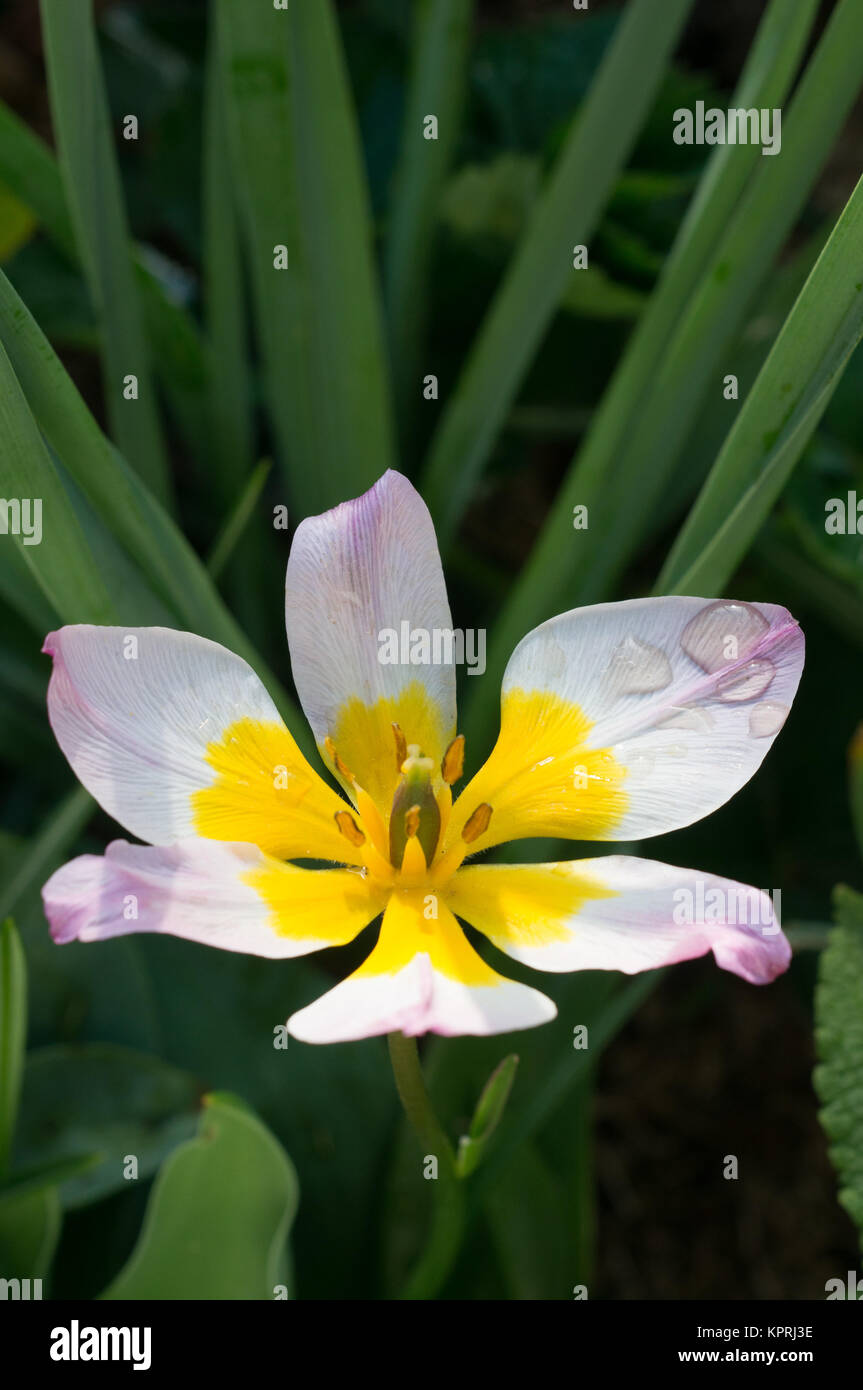 Tulpe, Blume, Frühling, Morgentau, Wasser, Hochformat, Garten Banque D'Images