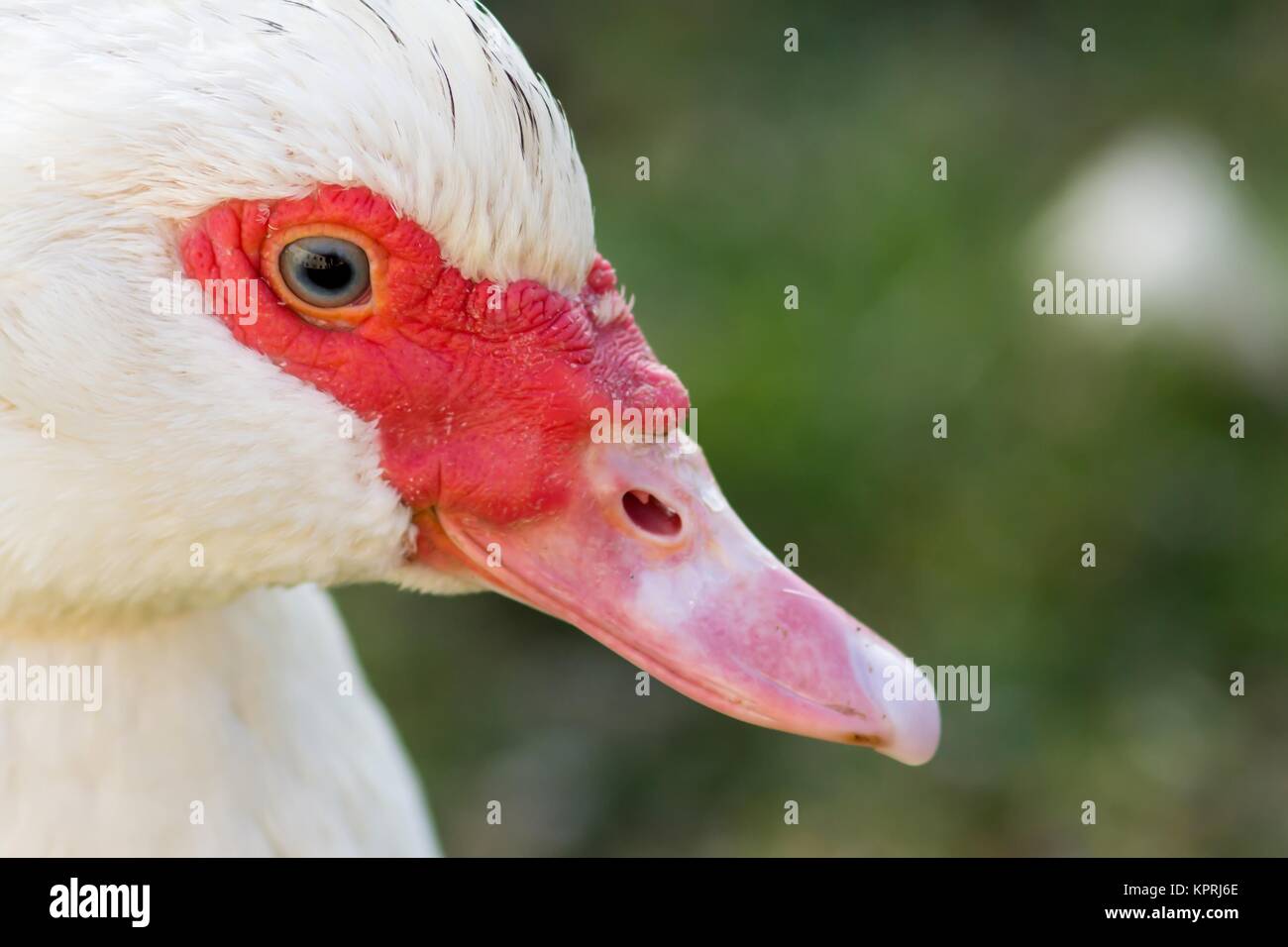 Portrait d'une femelle canard verrue Banque D'Images