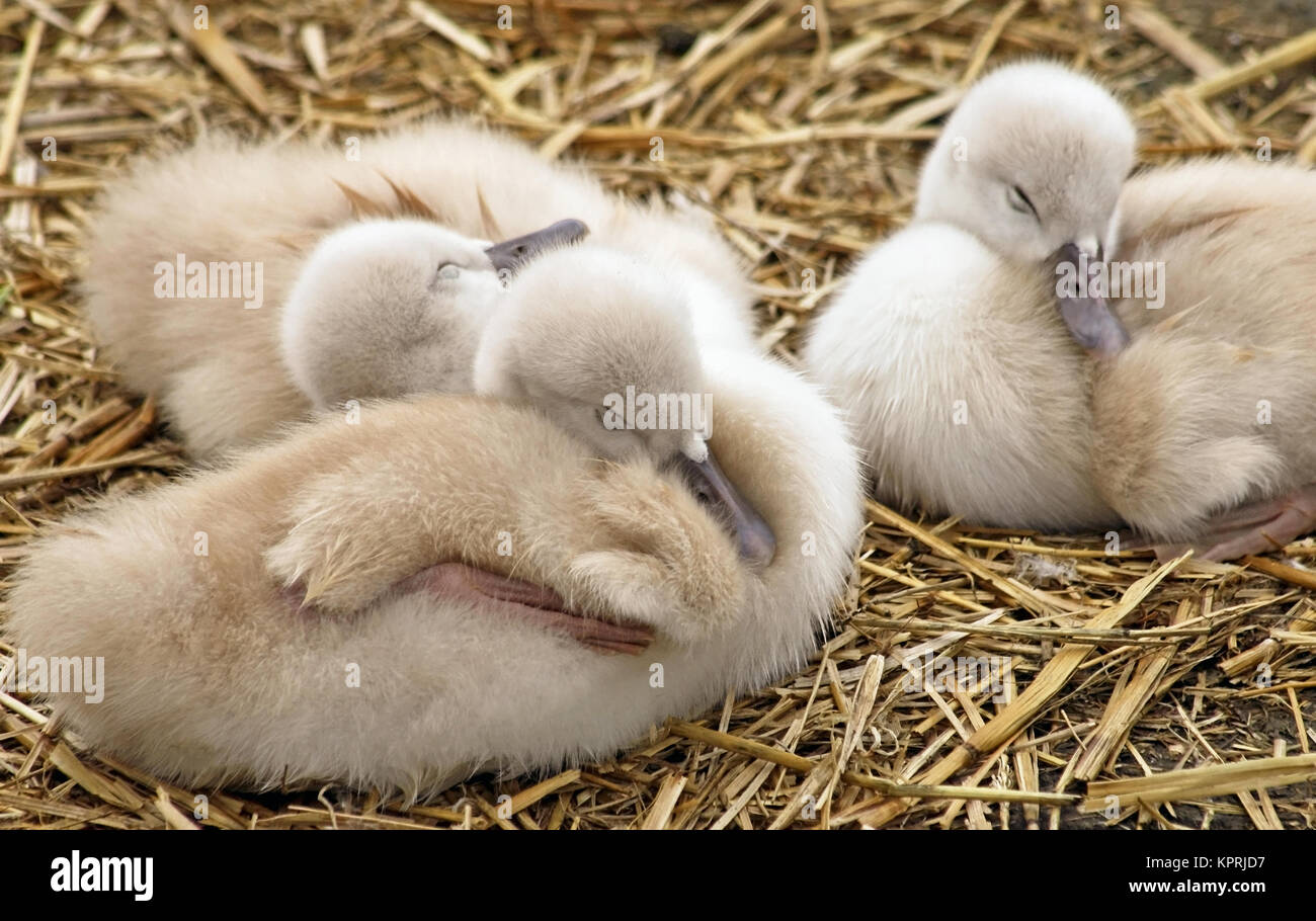 Adorable bébé de 5 jours les cygnes tuberculés niché et confortable ensemble dans leur nid Banque D'Images