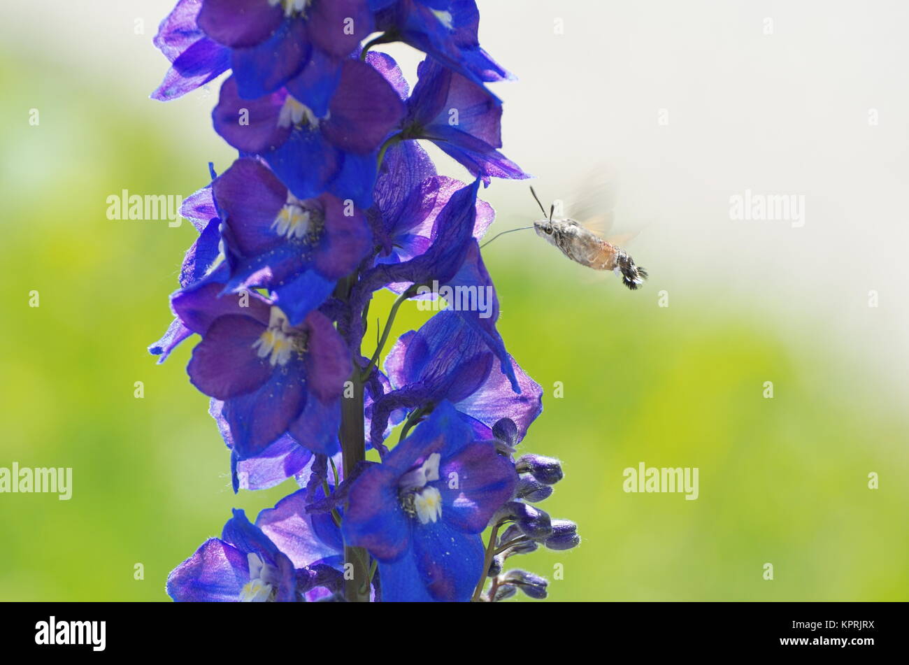Hummingbird Hawk-moth planant et manger de Fleur Bleue Banque D'Images