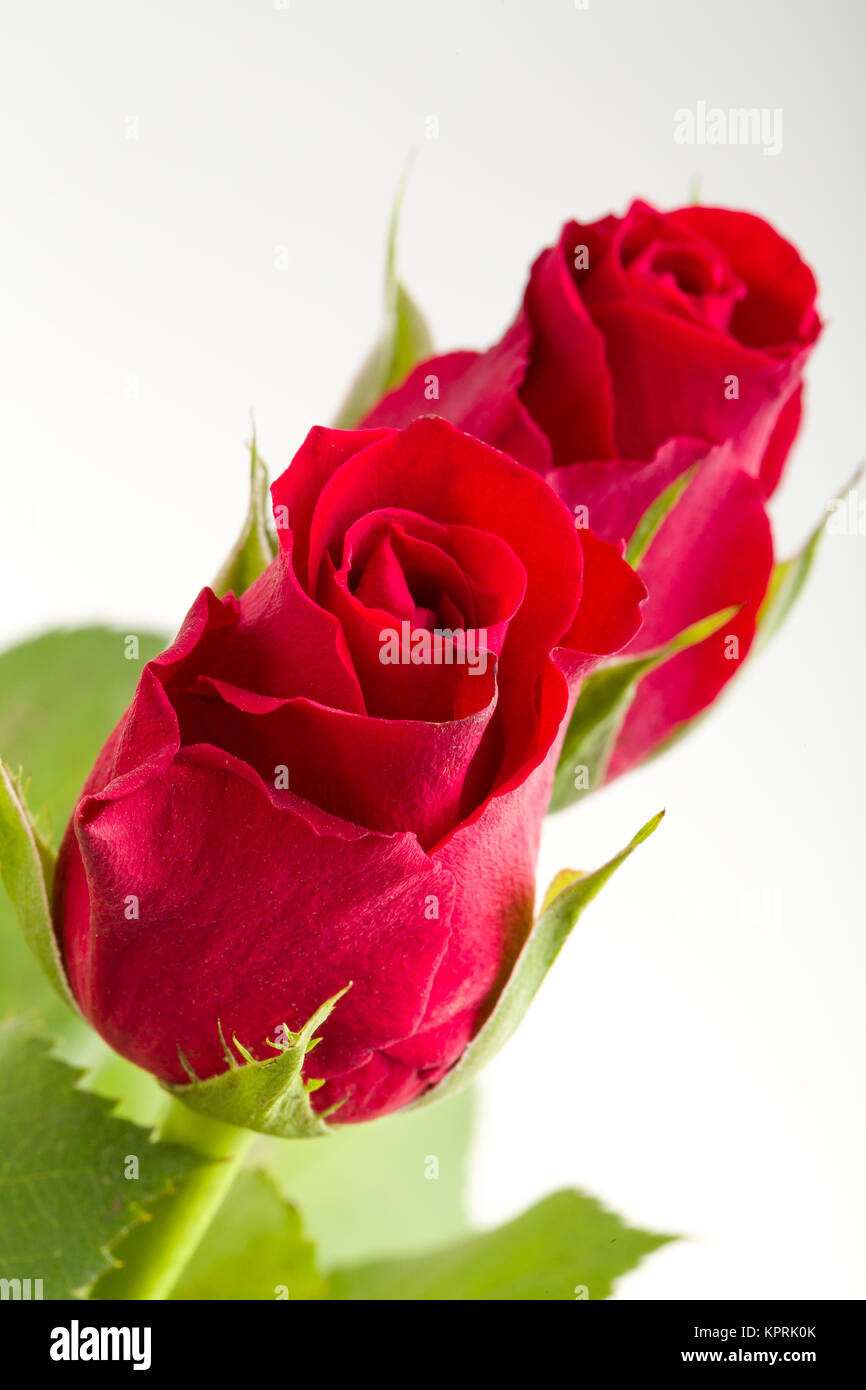 Bouquet de roses rouges fraîches Banque D'Images