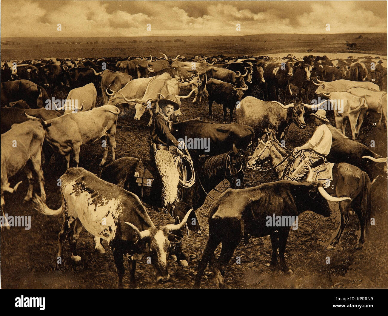 Texas longues cornes Banque D'Images