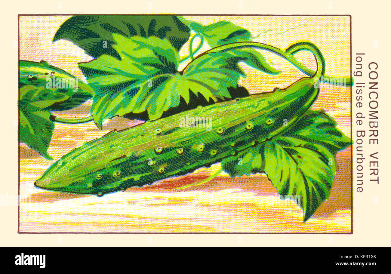 Concombre Vert Long Lisee de Bourbonne Banque D'Images