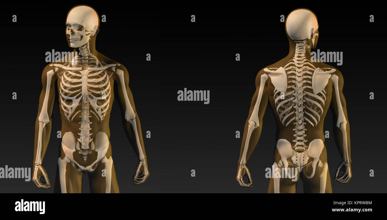 L'anatomie humaine avec les muscles et squelette visible Banque D'Images