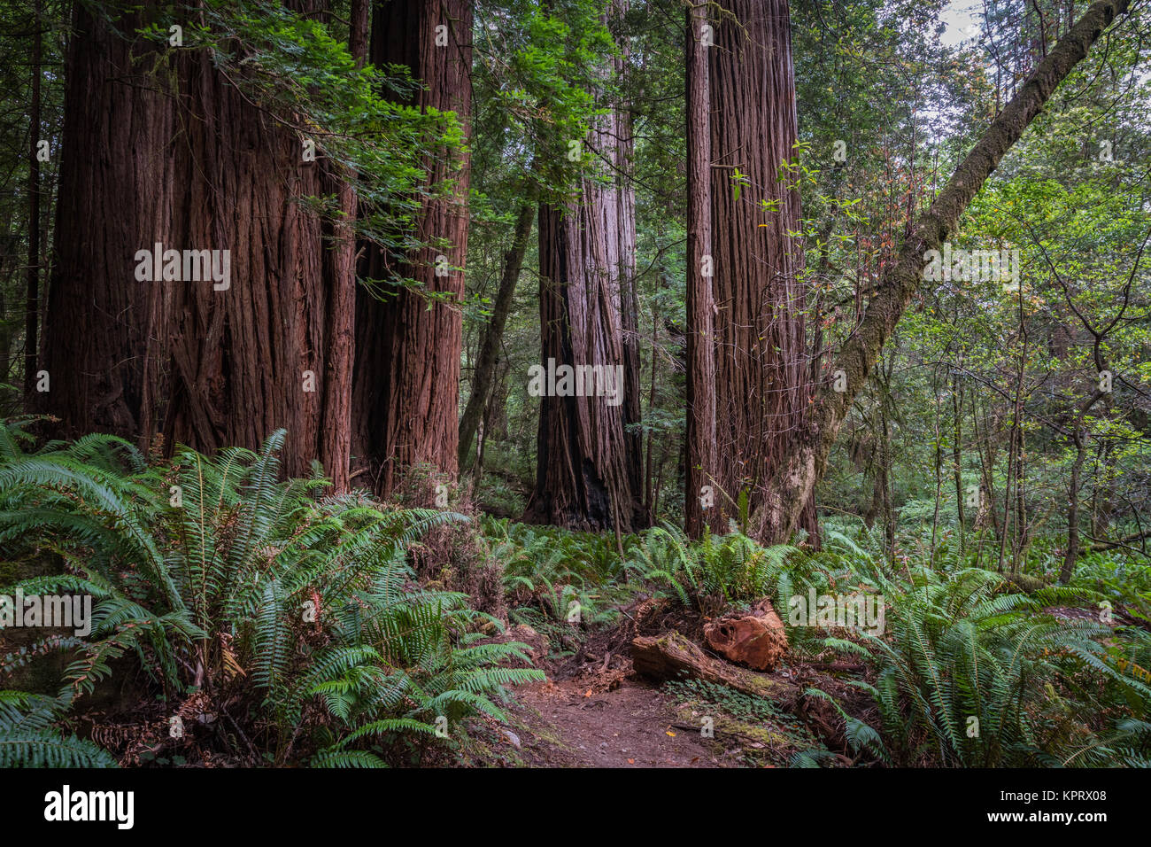 Sentier à travers les grands arbres à Redwood Forest Banque D'Images Sentier à travers les grands arbres à Redwood Forest Banque D'Images