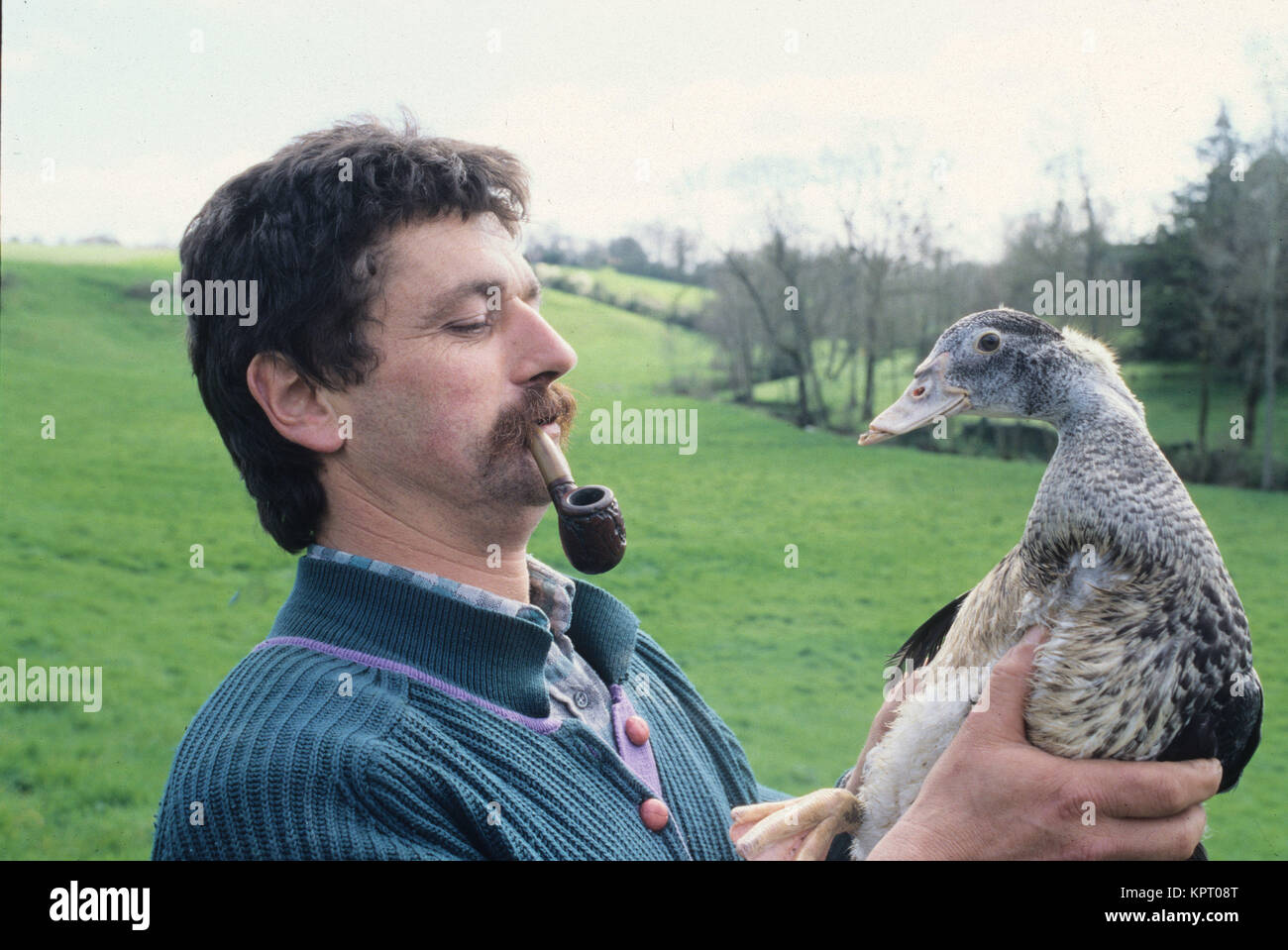 Le canard de Challans Photo Stock Alamy