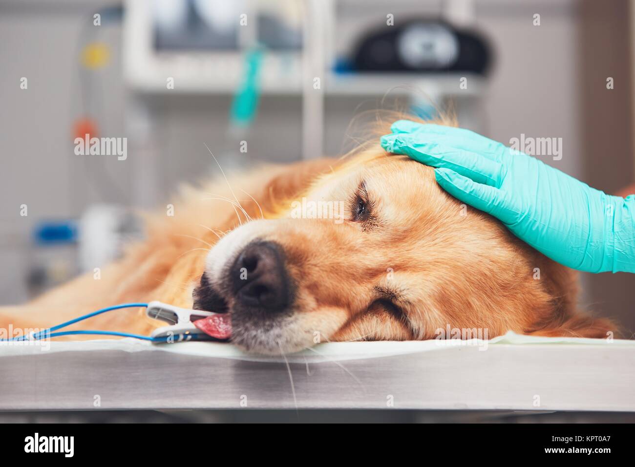 Chien à l'hôpital vétérinaire. Golden retriever couché sur la salle d'opération avant l'opération. Banque D'Images