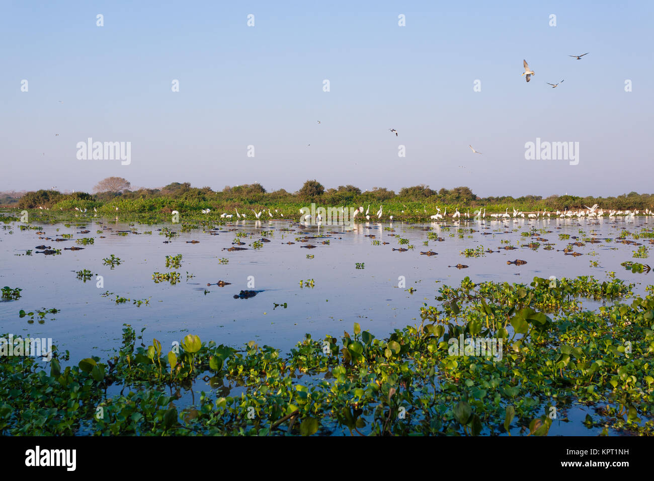 Beaux paysages du Pantanal, l'Amérique du Sud, Brésil. La nature et la faune le long de la route Transpantaneira célèbre. Banque D'Images