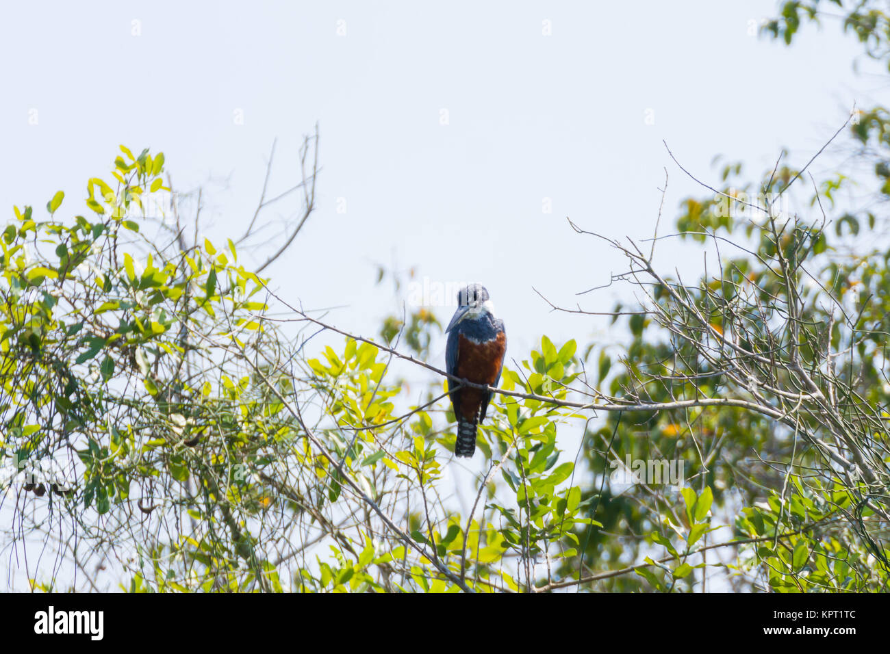 Ringed kingfisher sur la nature du Pantanal, Brésil. La faune du Brésil Banque D'Images