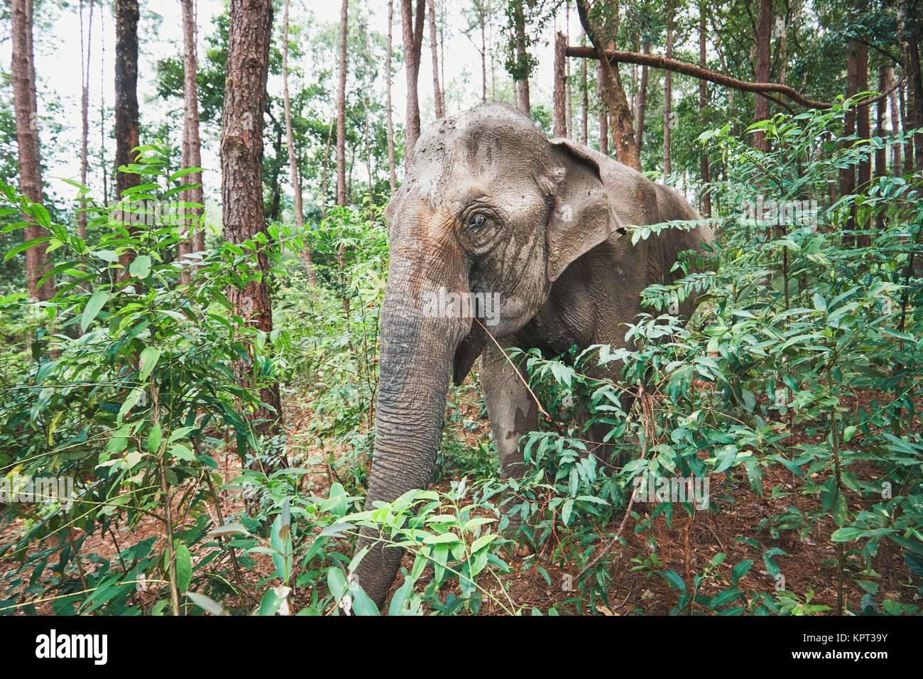 Asian female éléphant dans la forêt tropicale dans la province de Chiang Mai, Thaïlande. Banque D'Images